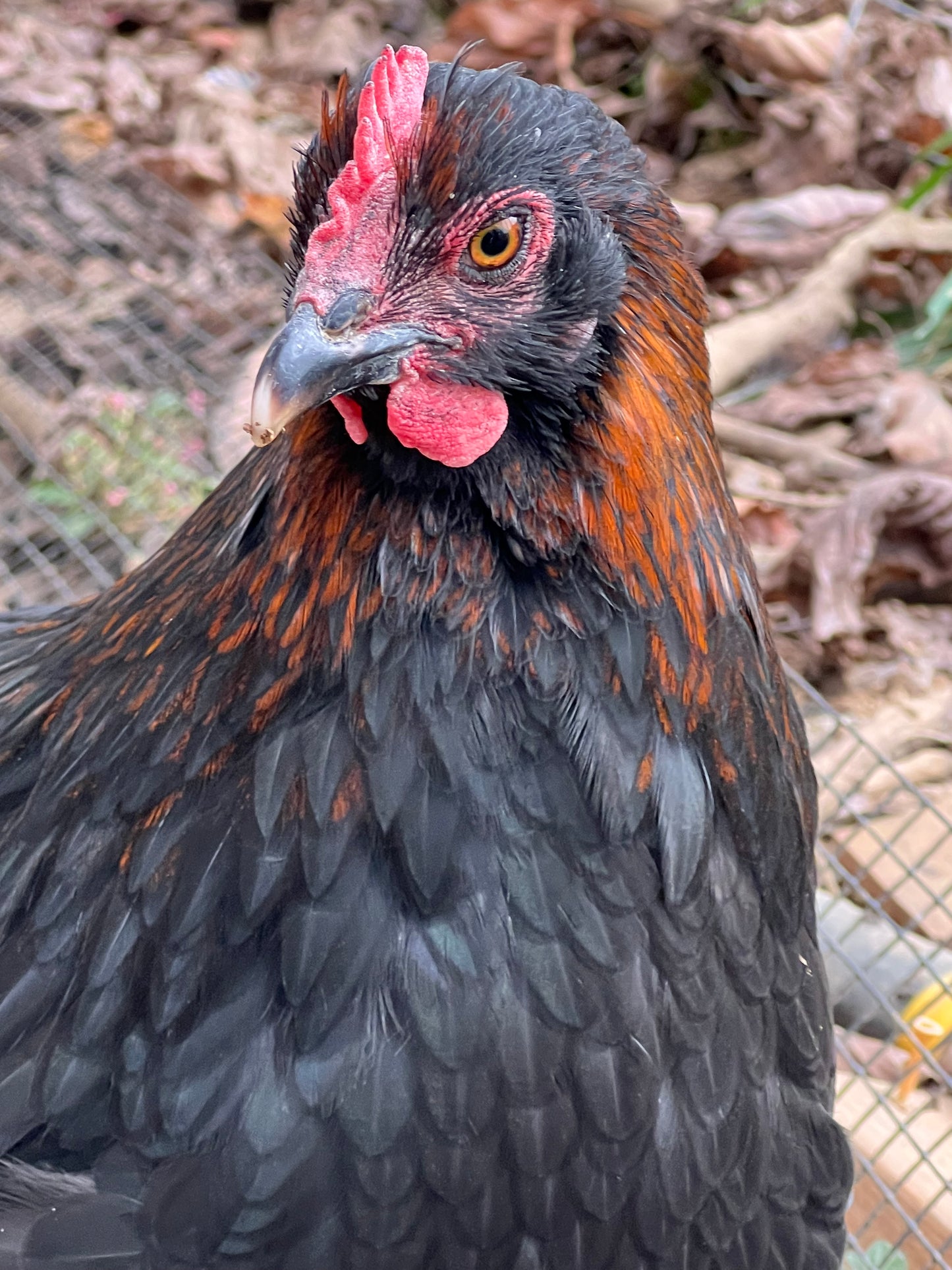Black Copper Marans