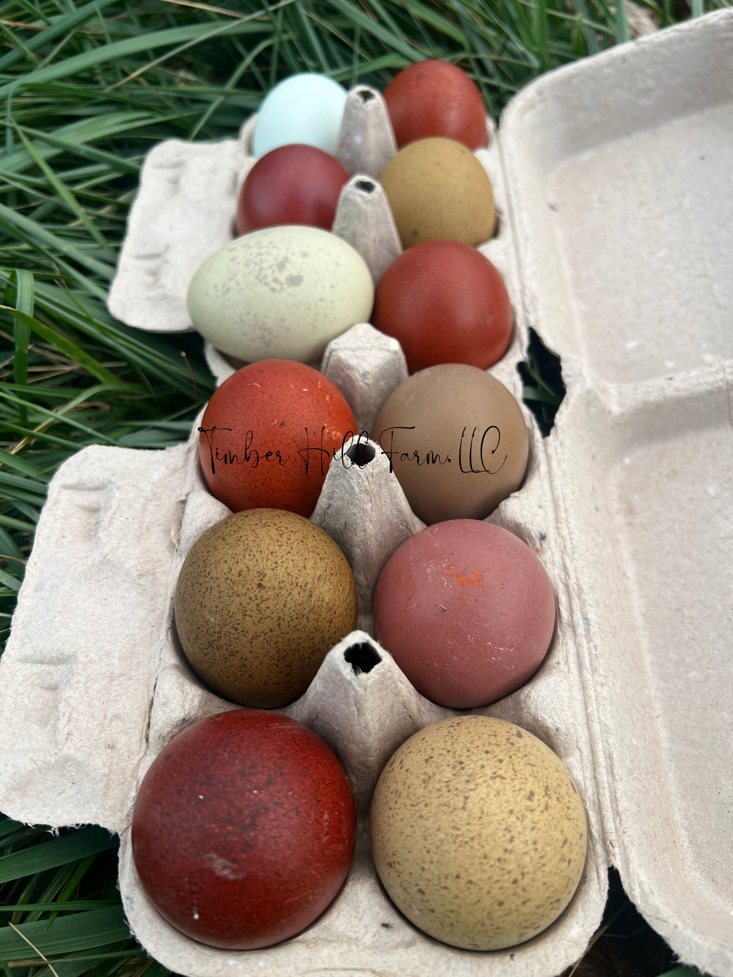 The Timber Hill Collection