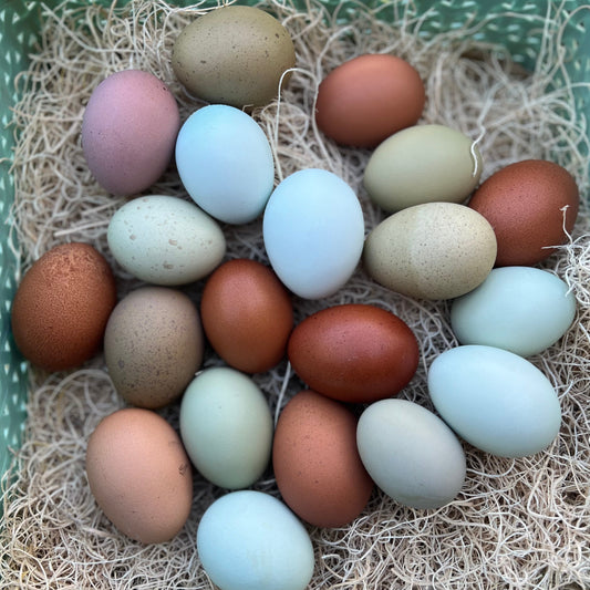 Timber Hill Rainbow Mix