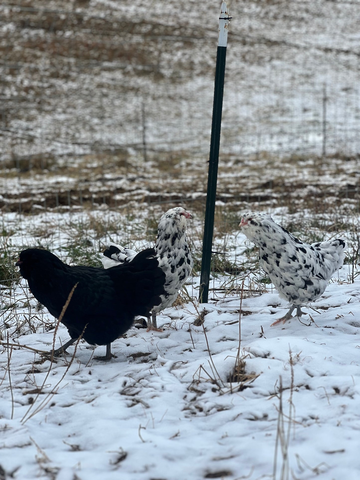 Ermine/ Black Ameraucana Hatching Eggs