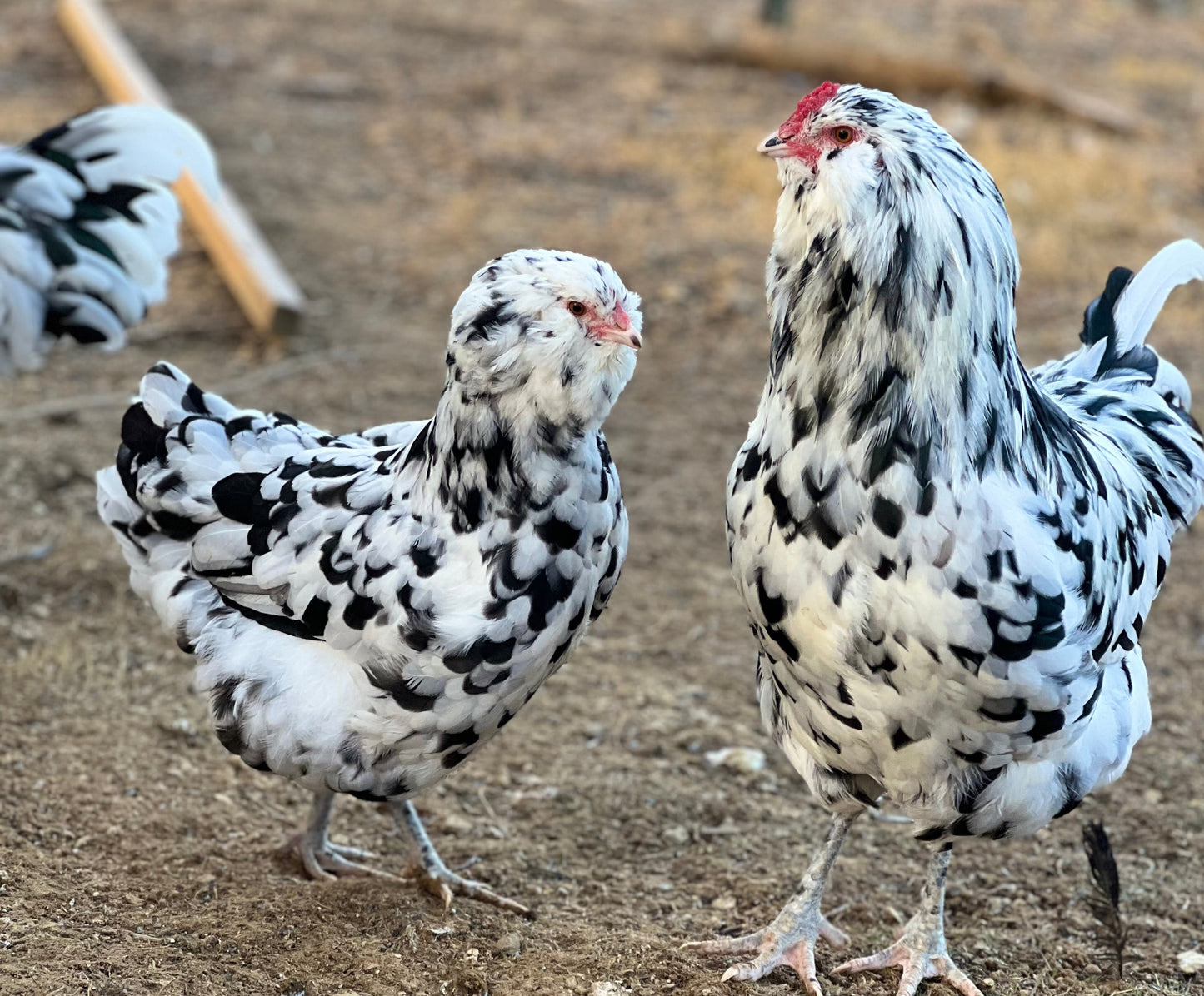 Ermine/ Black Ameraucana Hatching Eggs