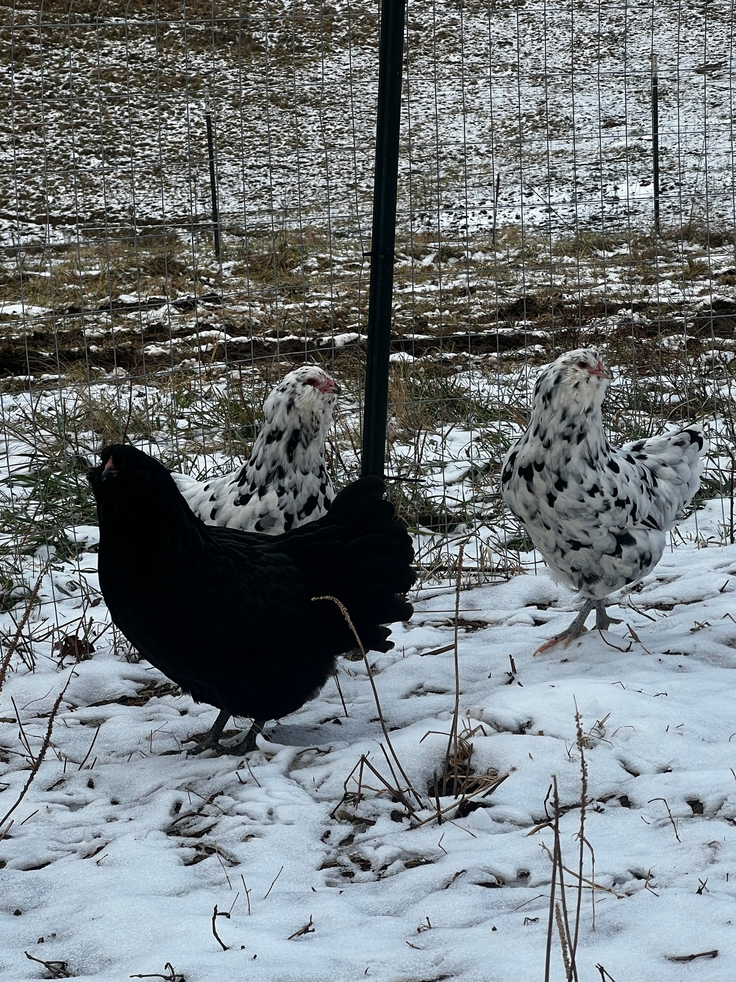 Ermine/ Black Ameraucana Hatching Eggs