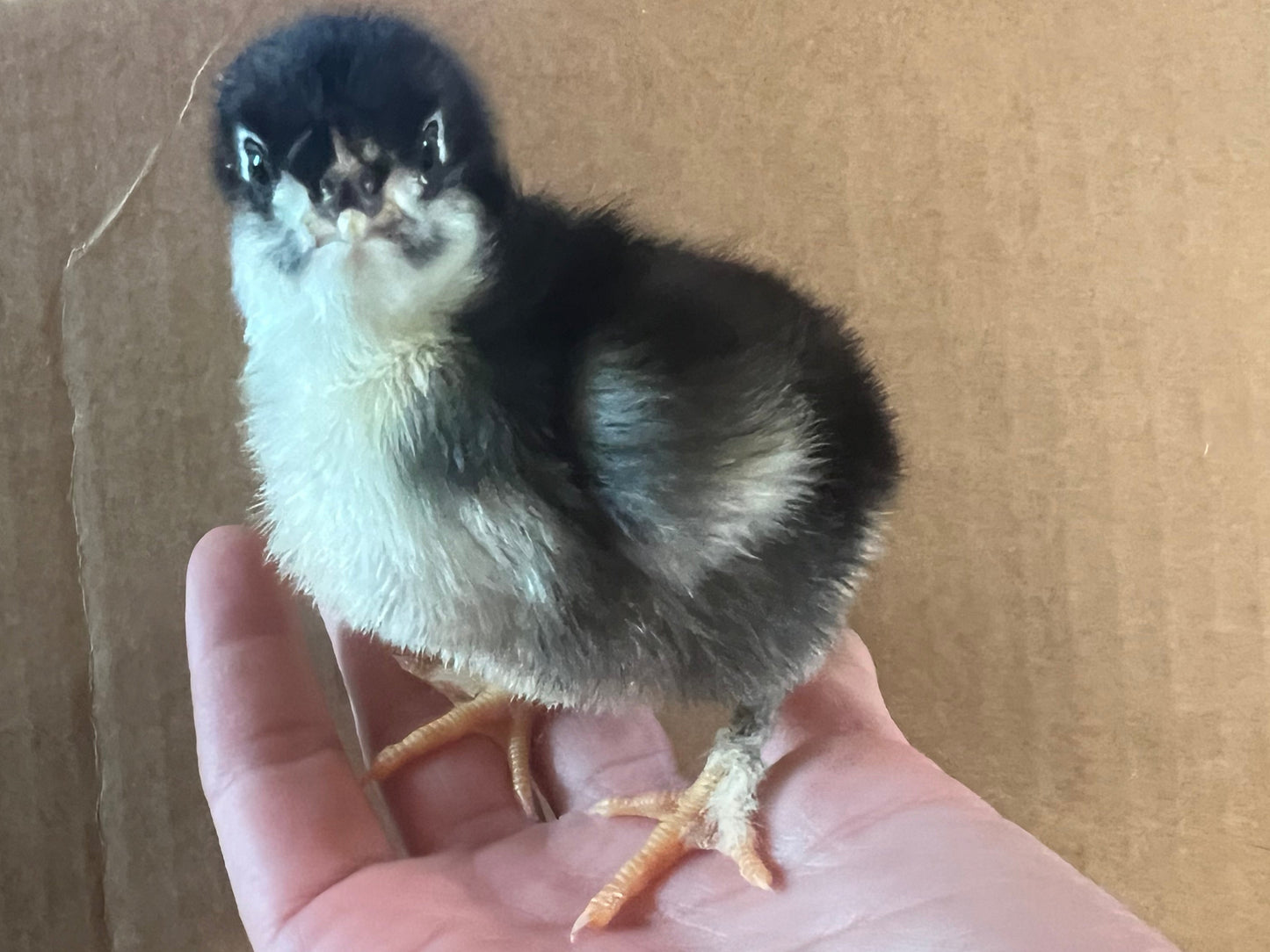 Rainbow Surprise Chicks