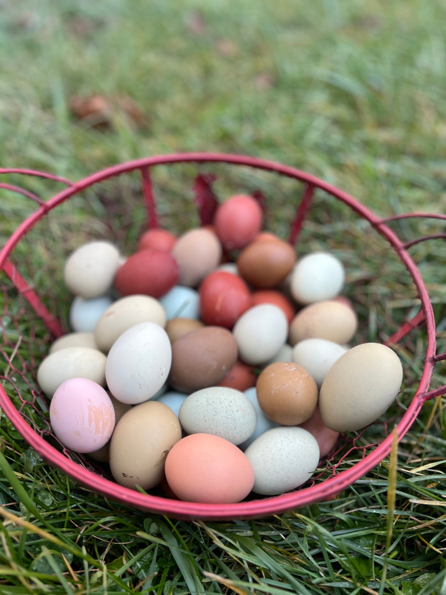 Timber Hill Rainbow Mix