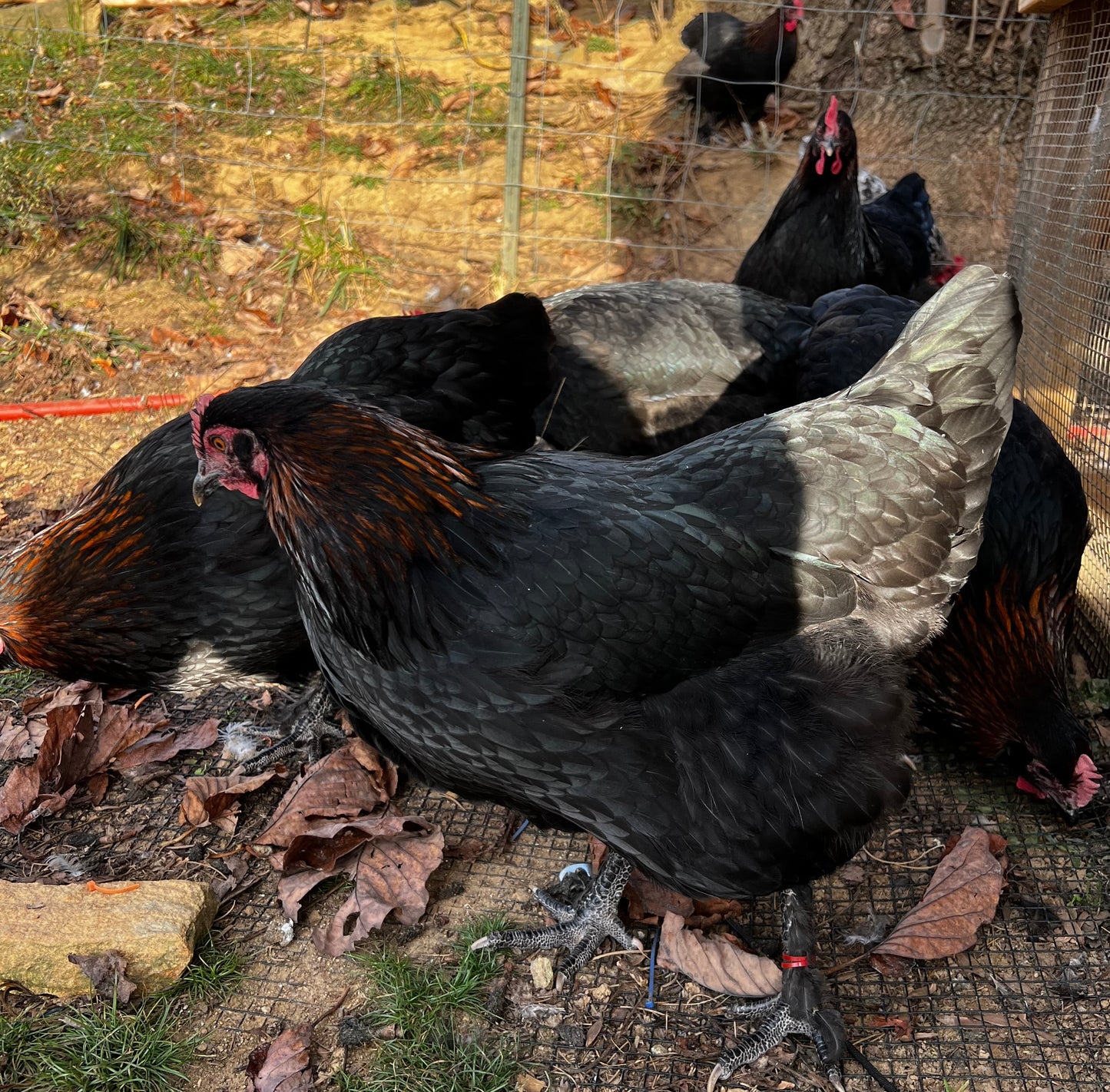 Black Copper Marans