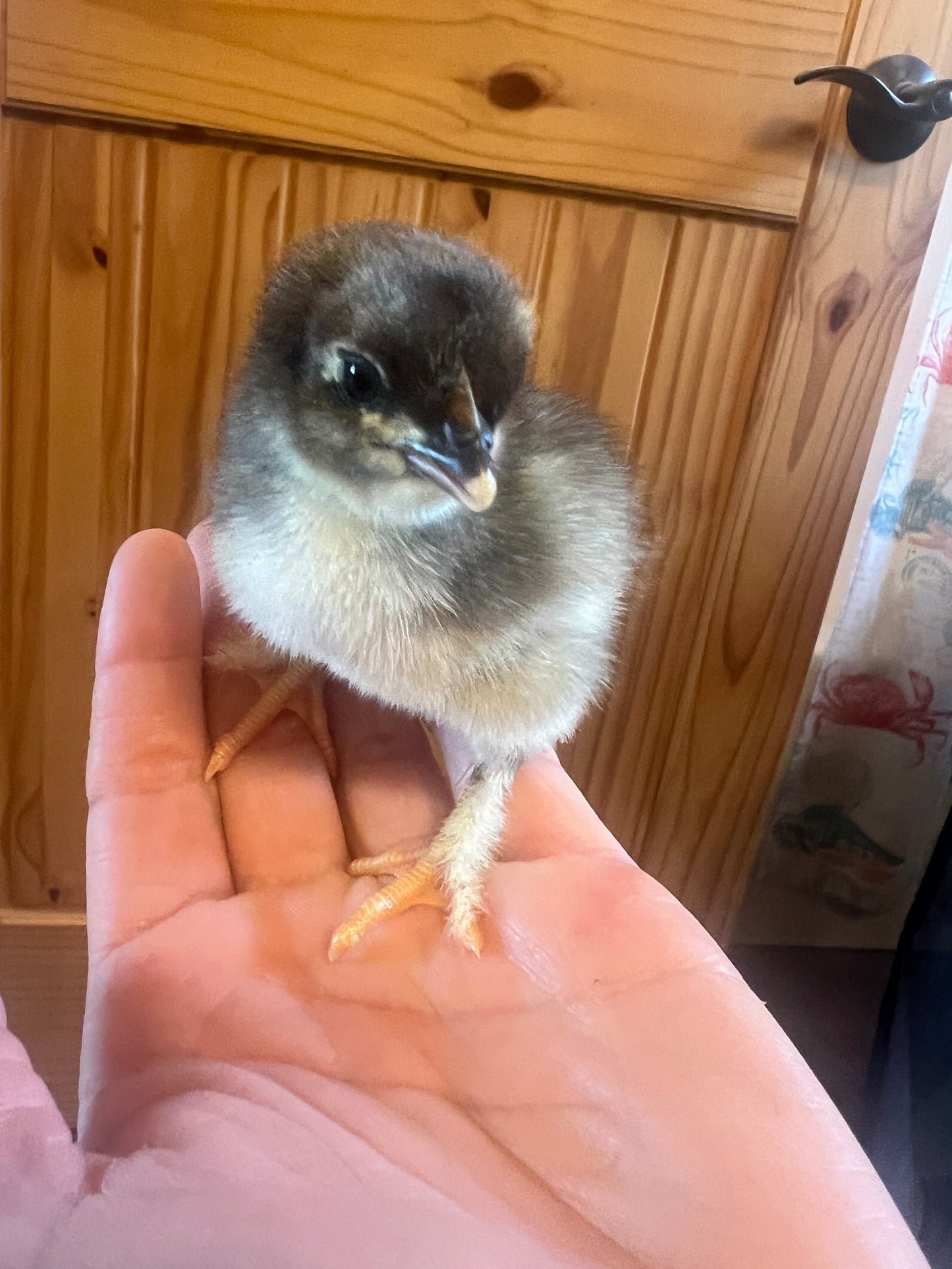 Rainbow Surprise Chicks