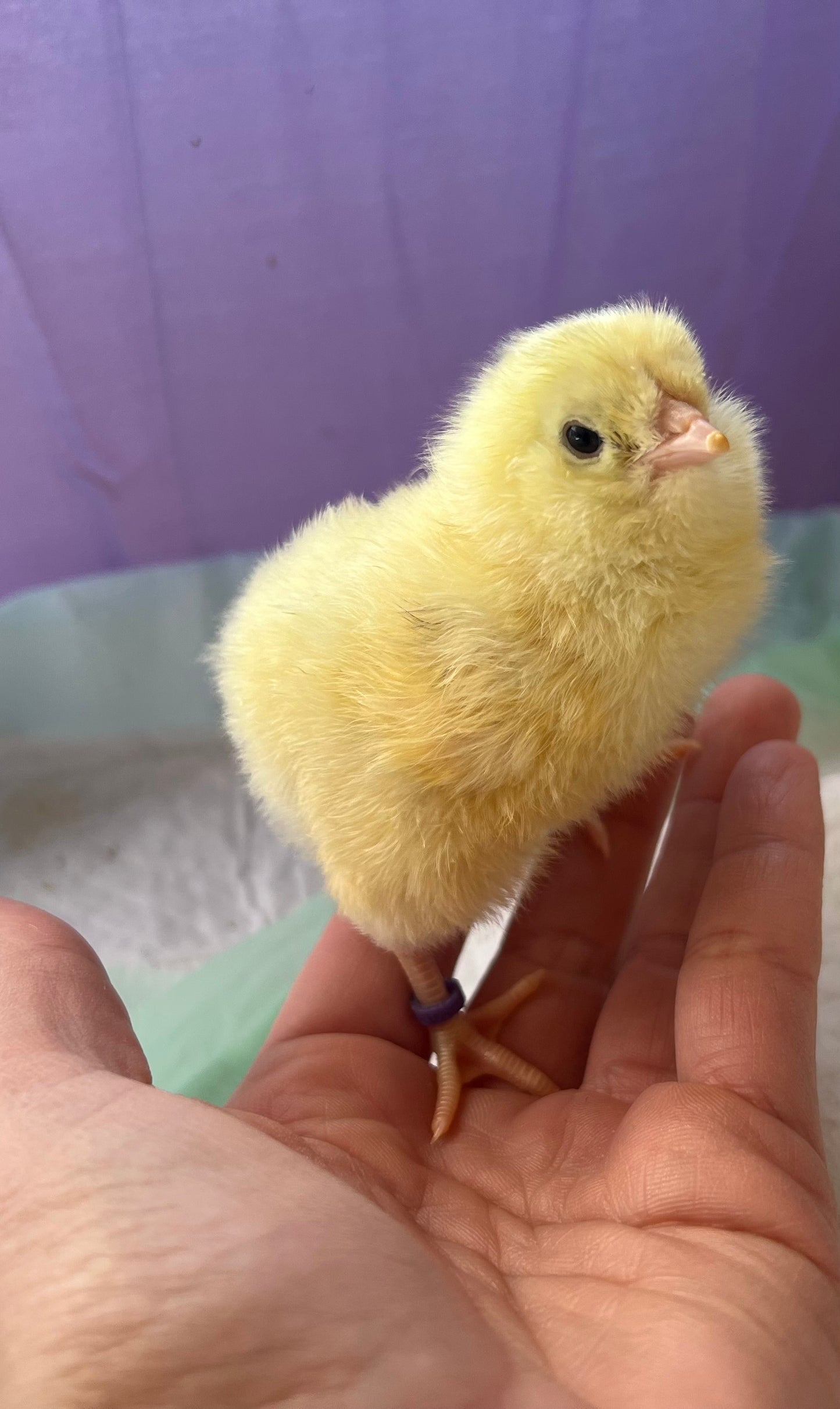 Rainbow Surprise Chicks