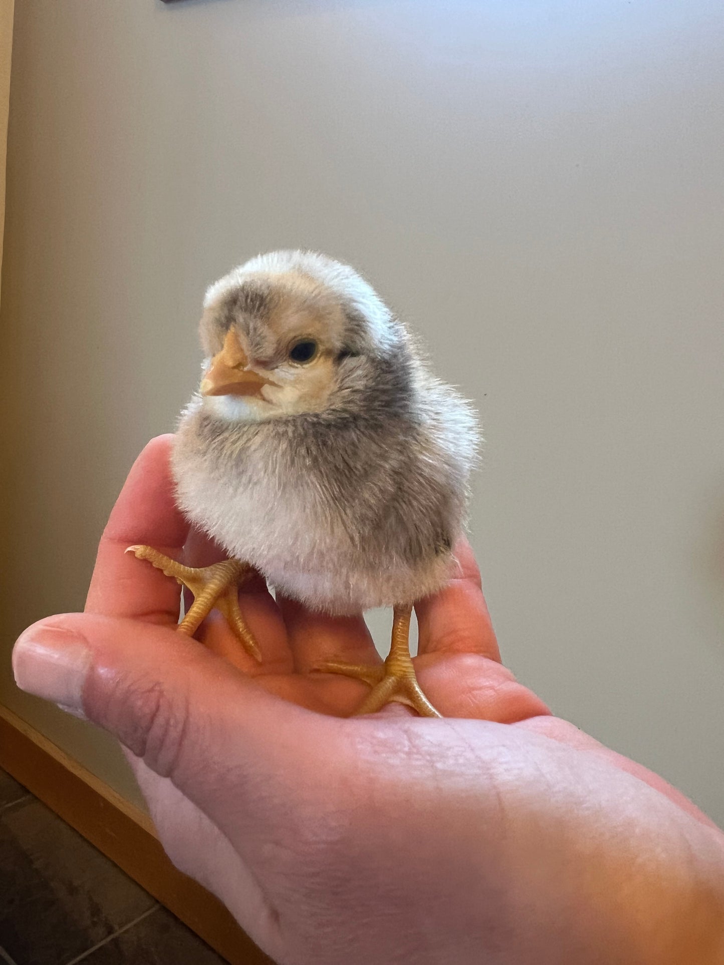 Rainbow Surprise Chicks