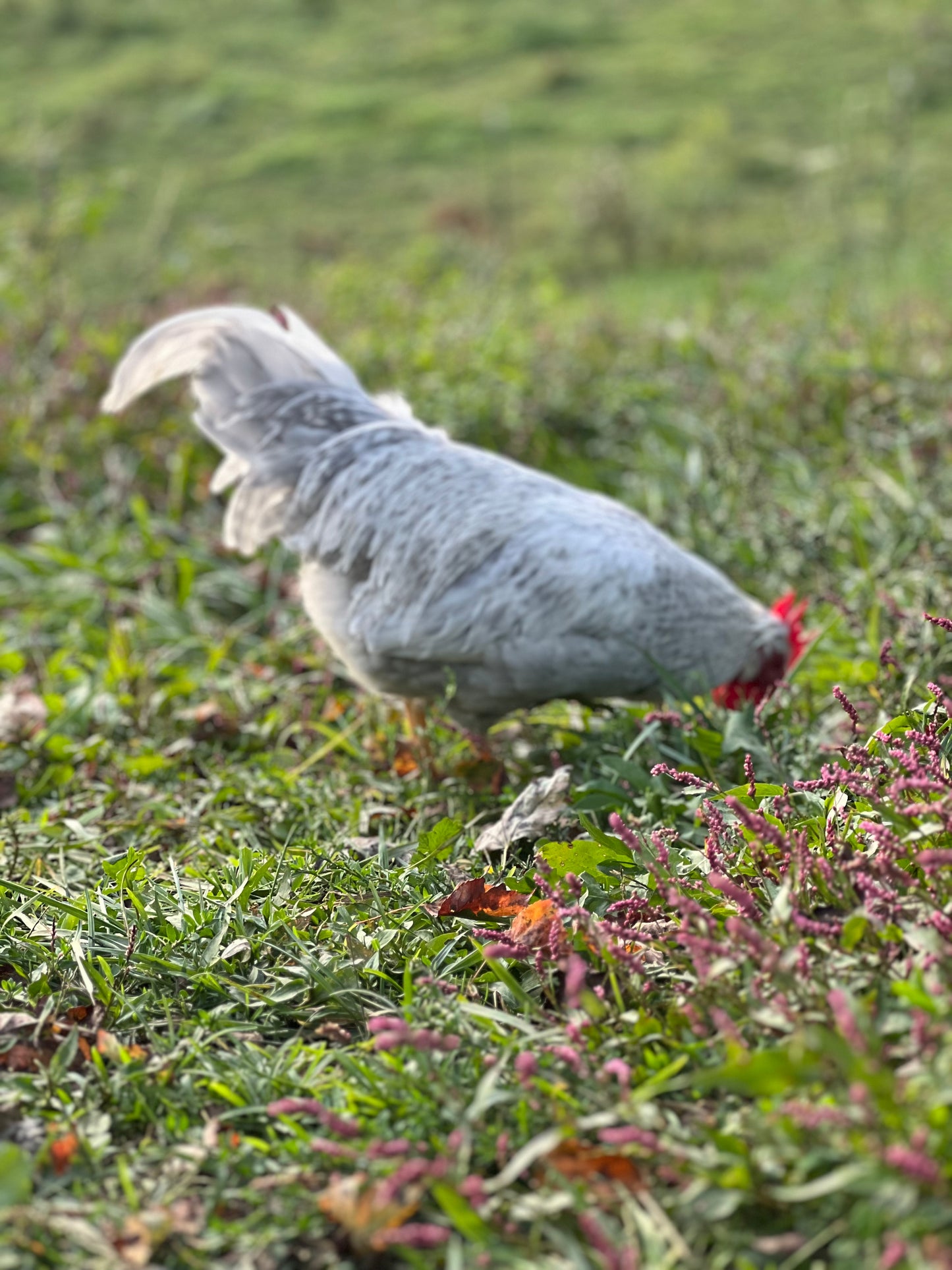 Opal/Cream Split Legbar Hatching Eggs