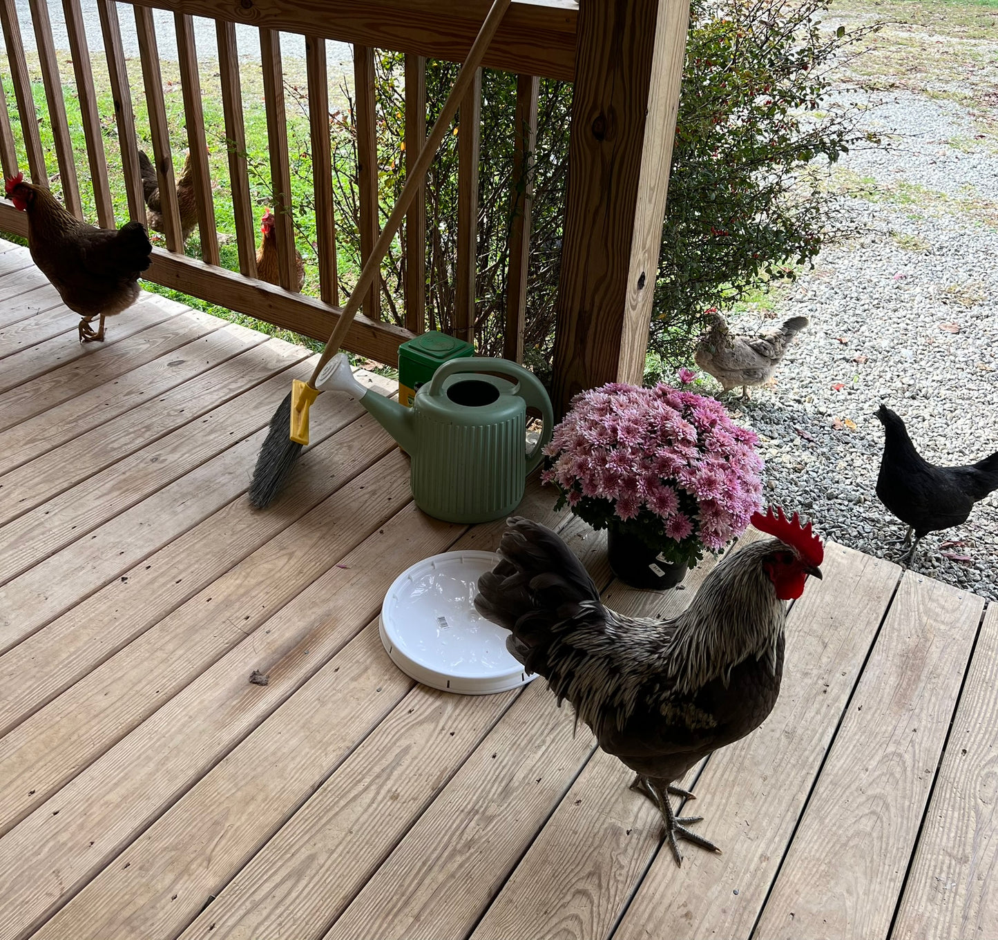 Silverudd's Blue Hatching Eggs