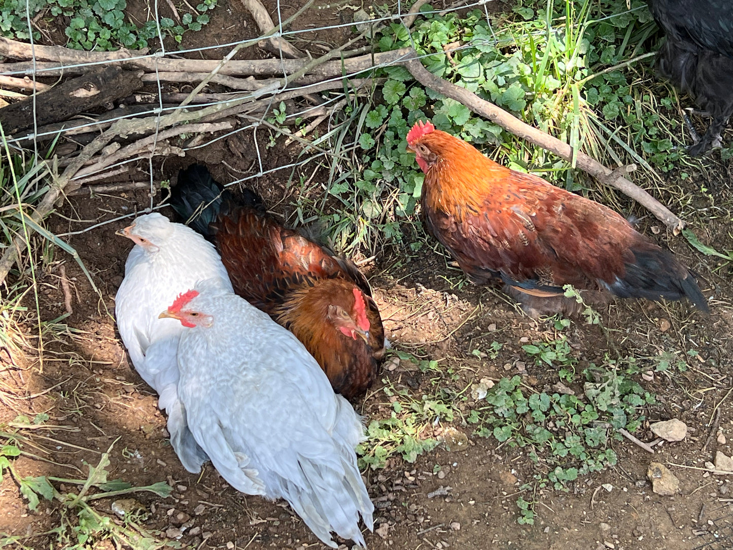 Opal/Cream Split Legbar Hatching Eggs