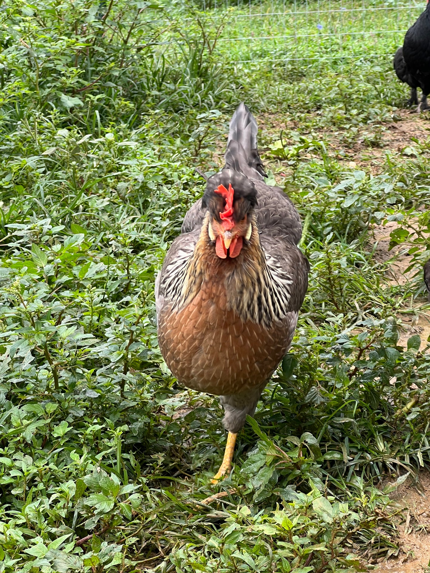 Opal/Cream Split Legbar Hatching Eggs