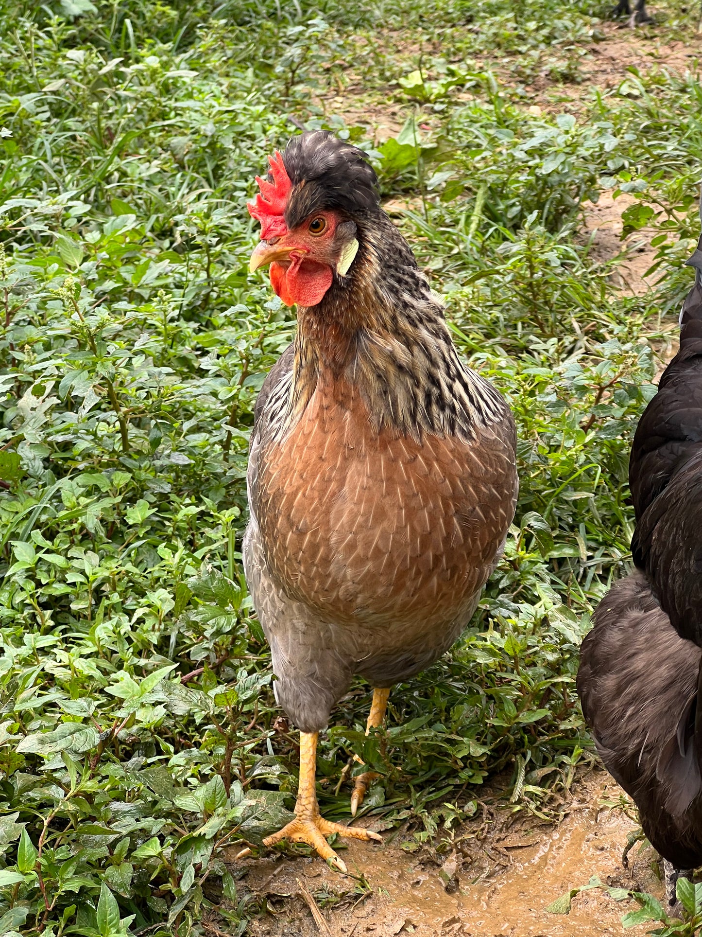 Opal/Cream Split Legbar Hatching Eggs