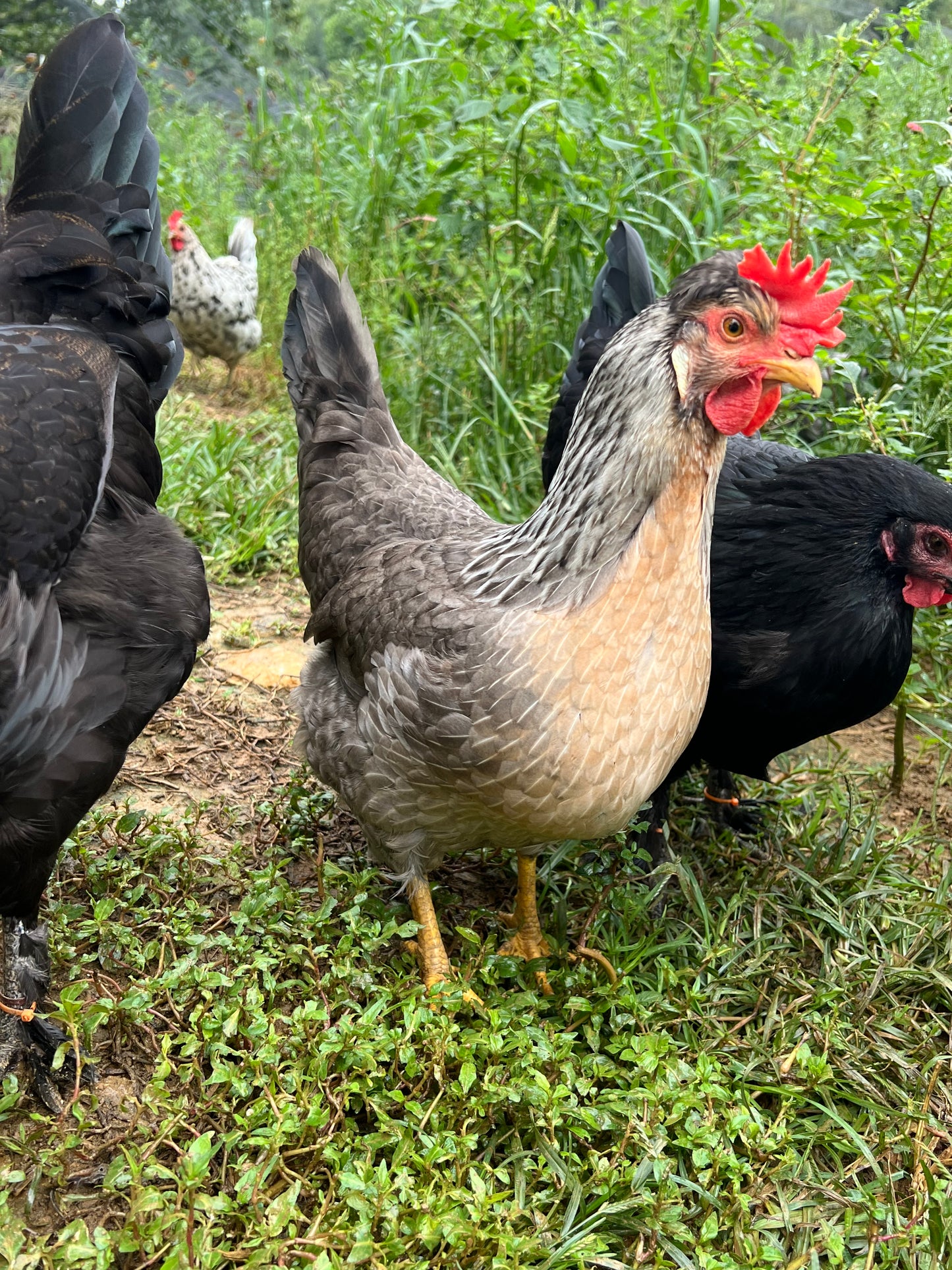 Opal/Cream Split Legbar Hatching Eggs