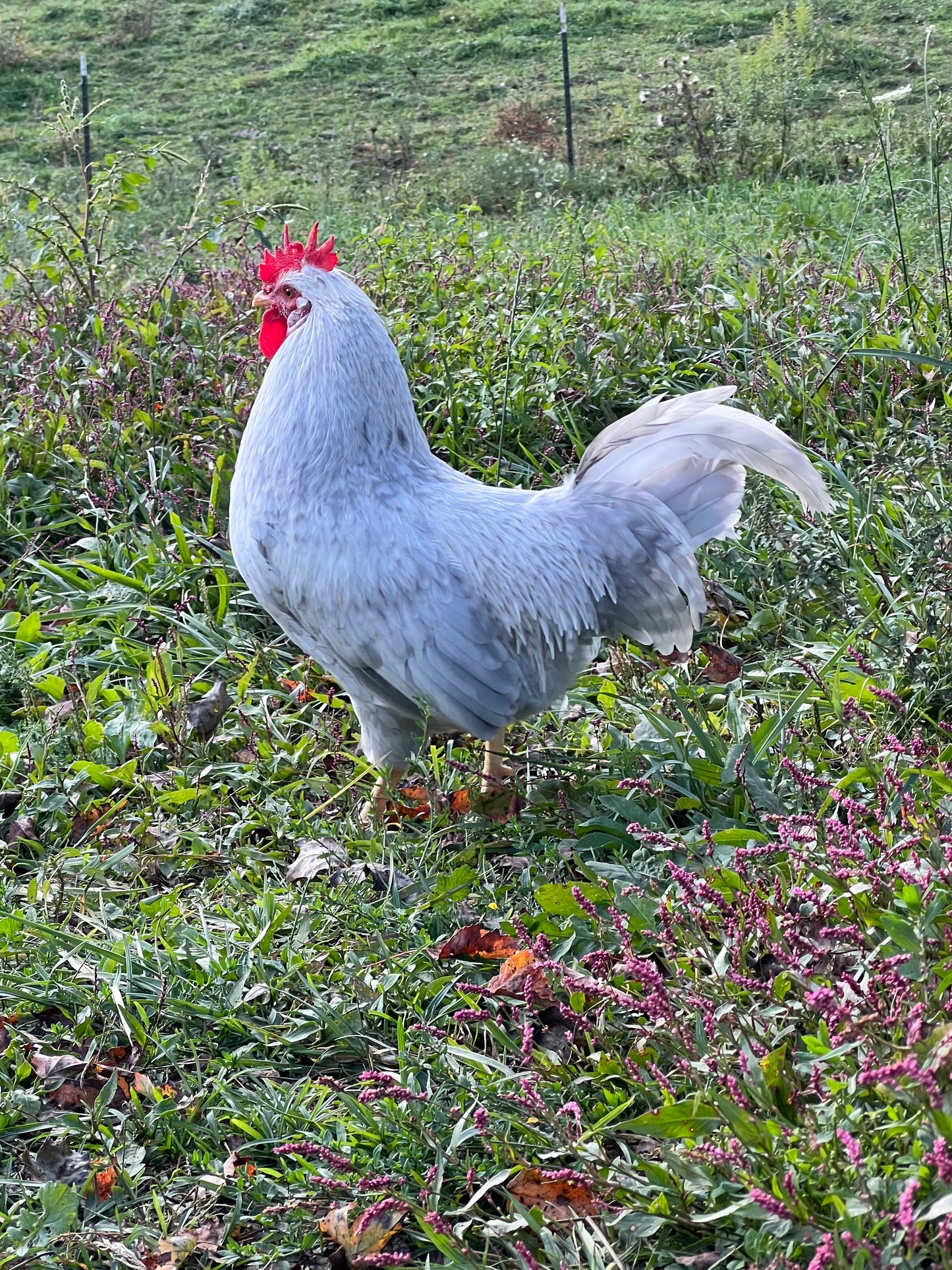Opal/Cream Split Legbar Hatching Eggs