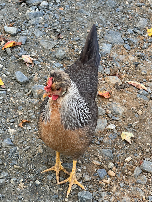 Opal/Cream Split Legbar Hatching Eggs