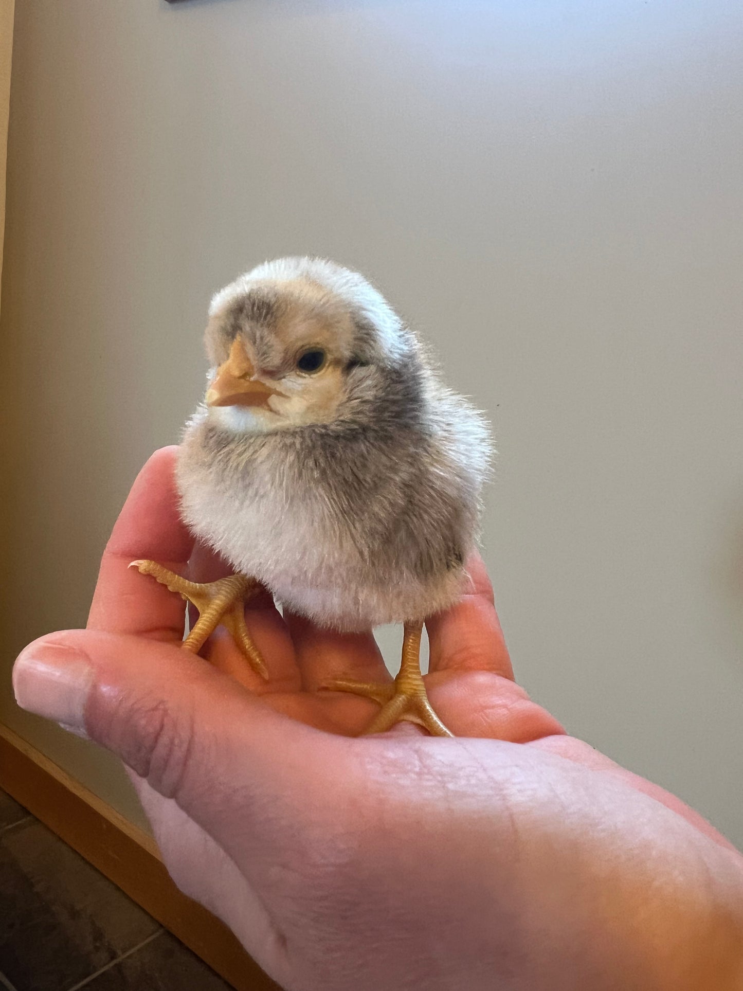 Opal/Cream Split Legbar Hatching Eggs