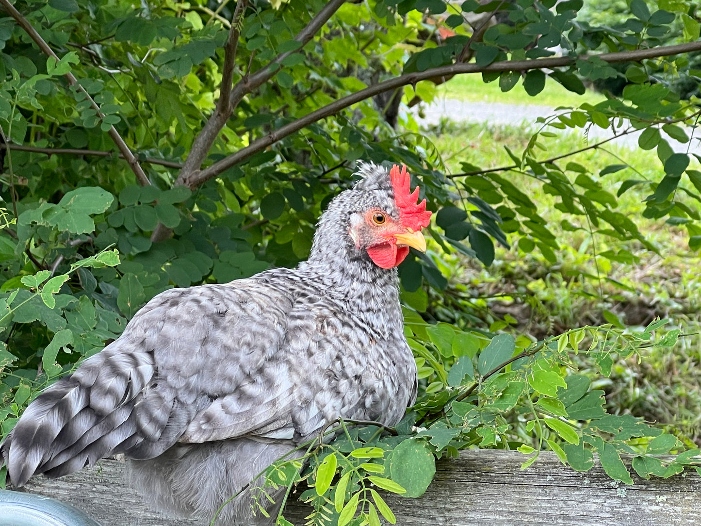 Opal/Cream Split Legbar Hatching Eggs