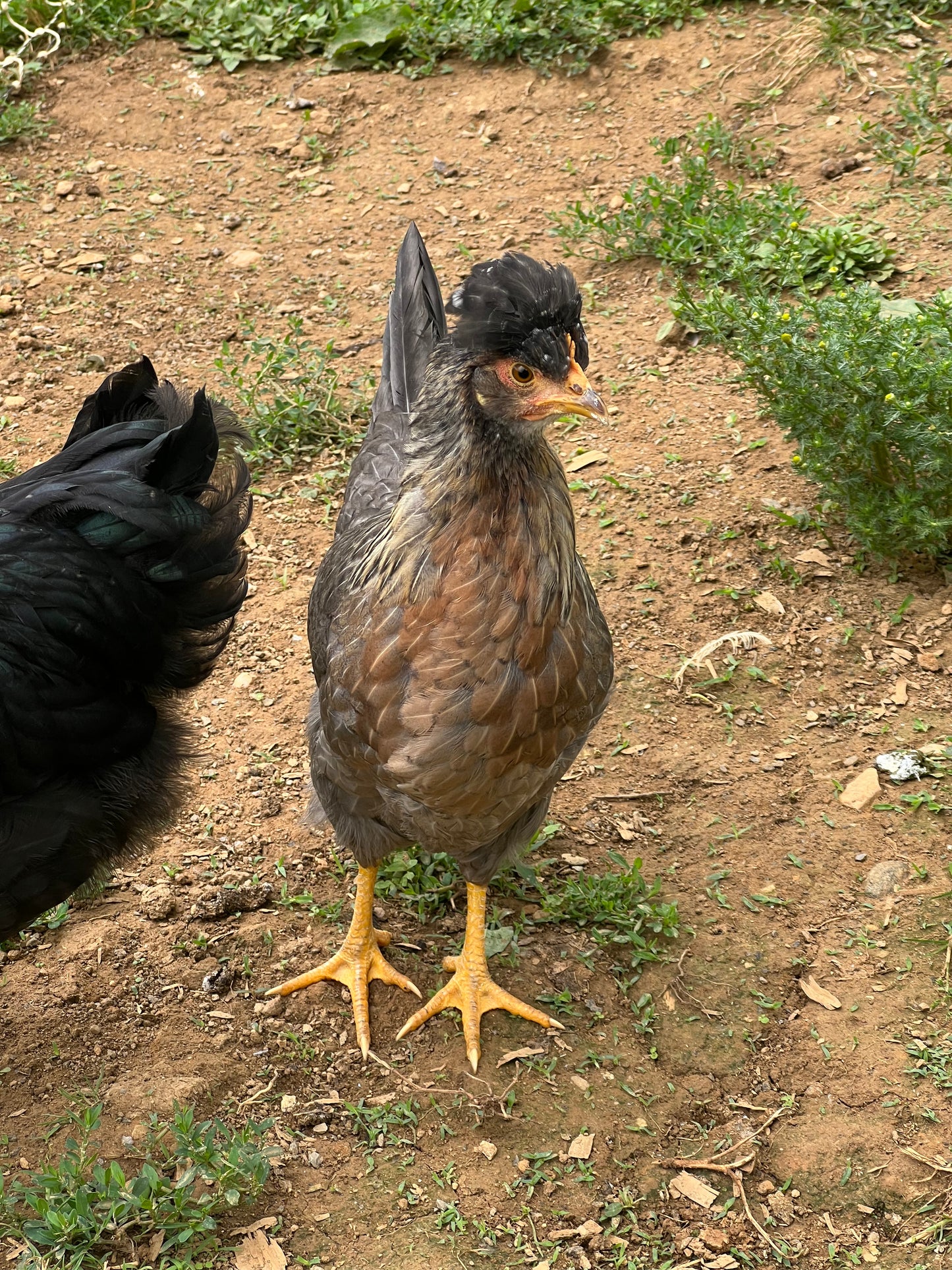 Opal/Cream Split Legbar Hatching Eggs