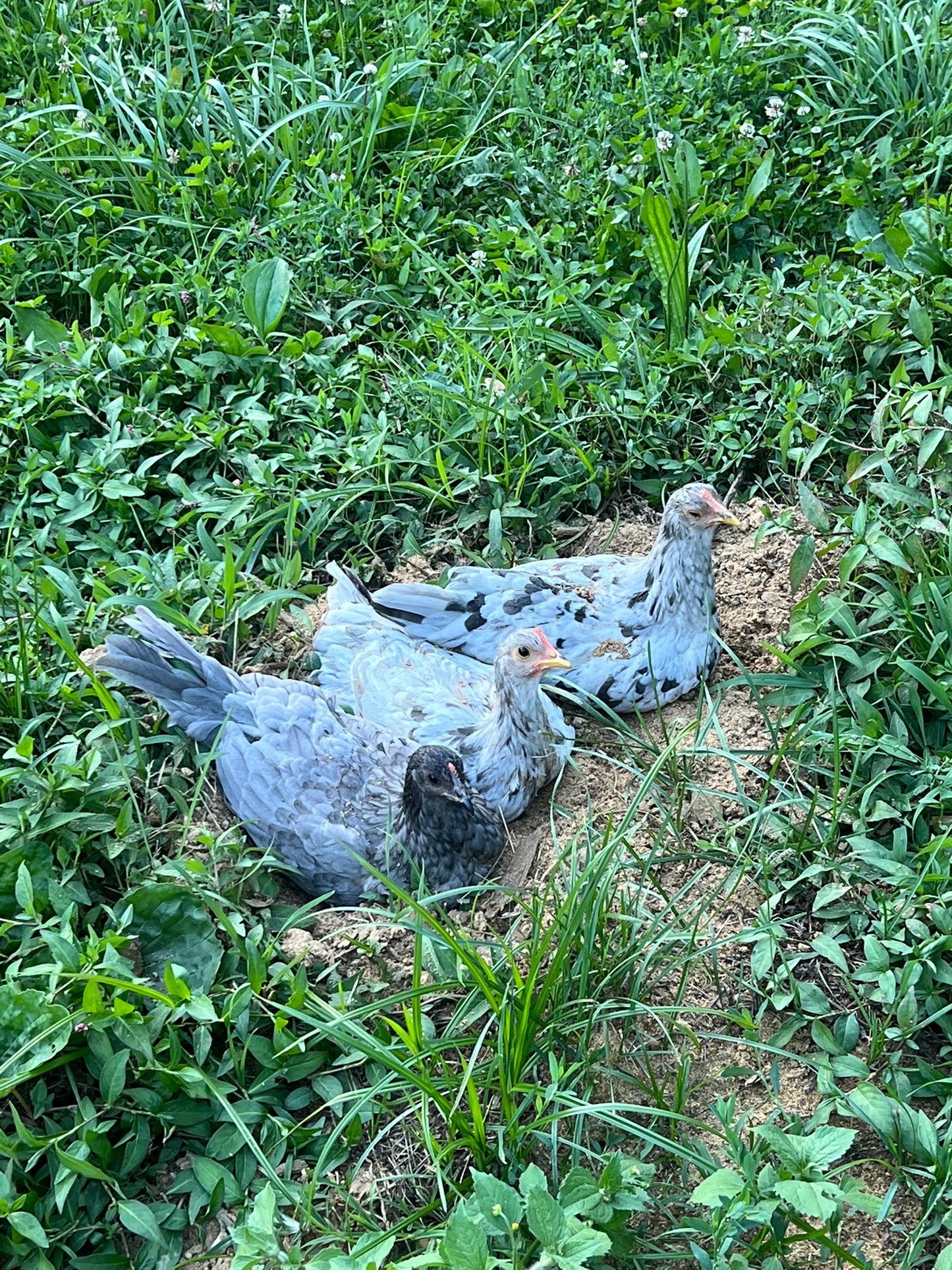 Silverudd's Blue Hatching Eggs