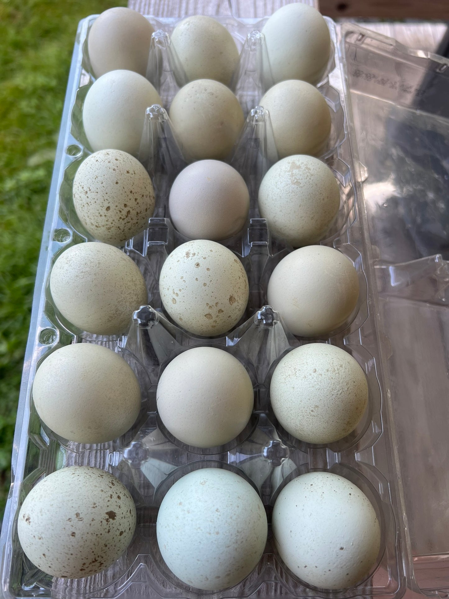 Silverudd's Blue Hatching Eggs