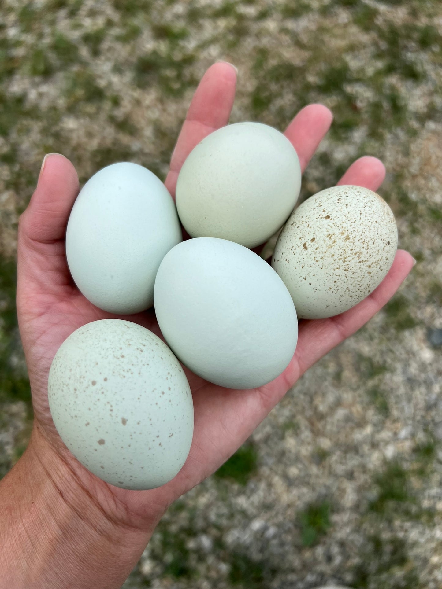 Silverudd's Blue Hatching Eggs