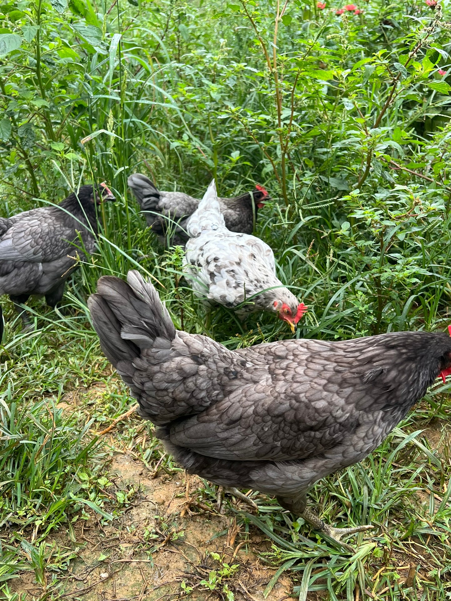 Silverudd's Blue Hatching Eggs