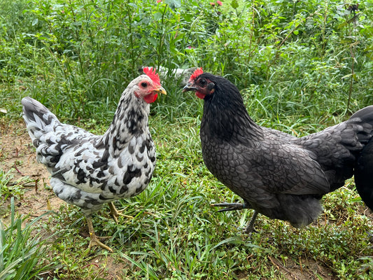 Silverudd's Blue Hatching Eggs