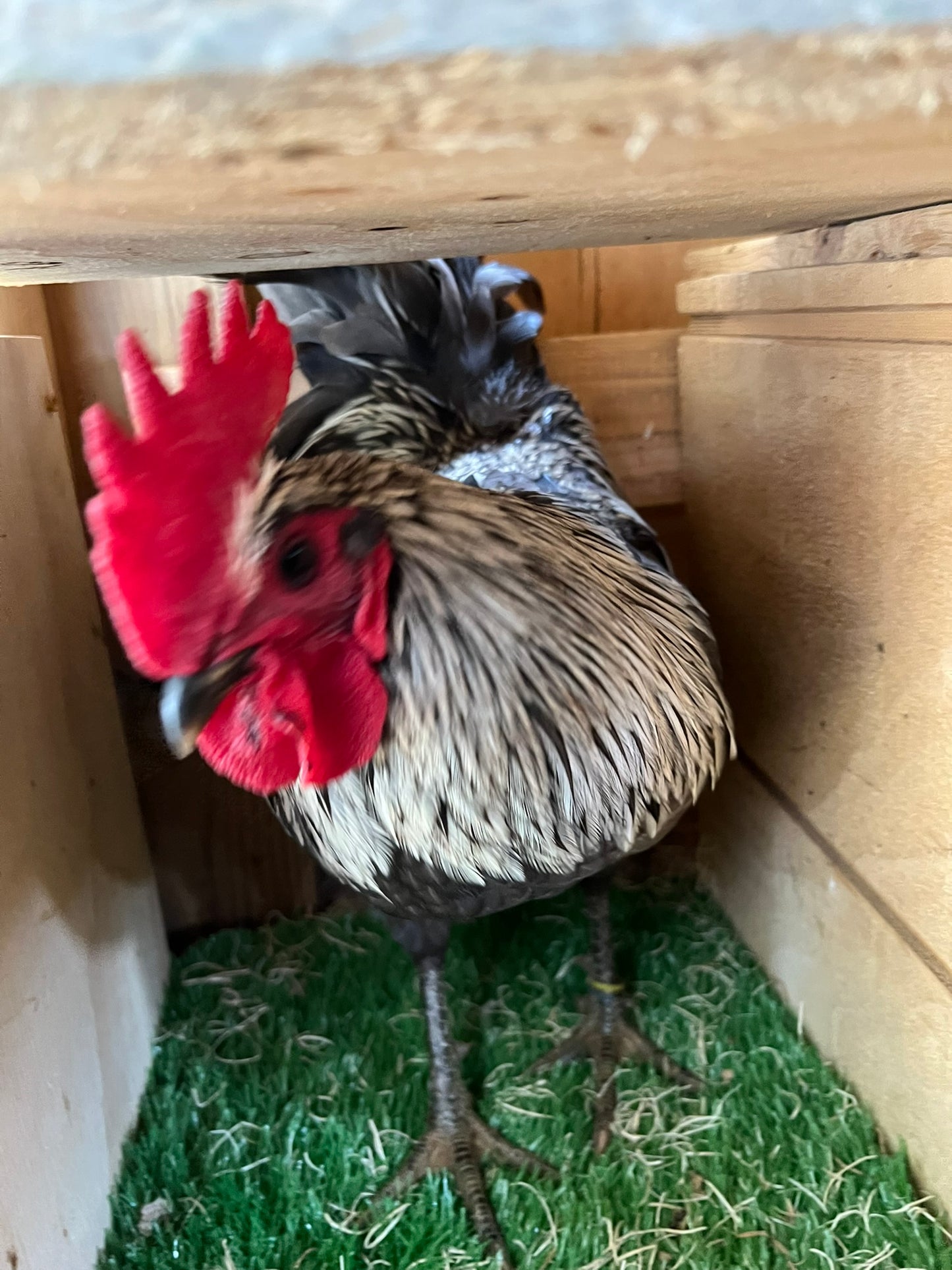 Silverudd's Blue Hatching Eggs