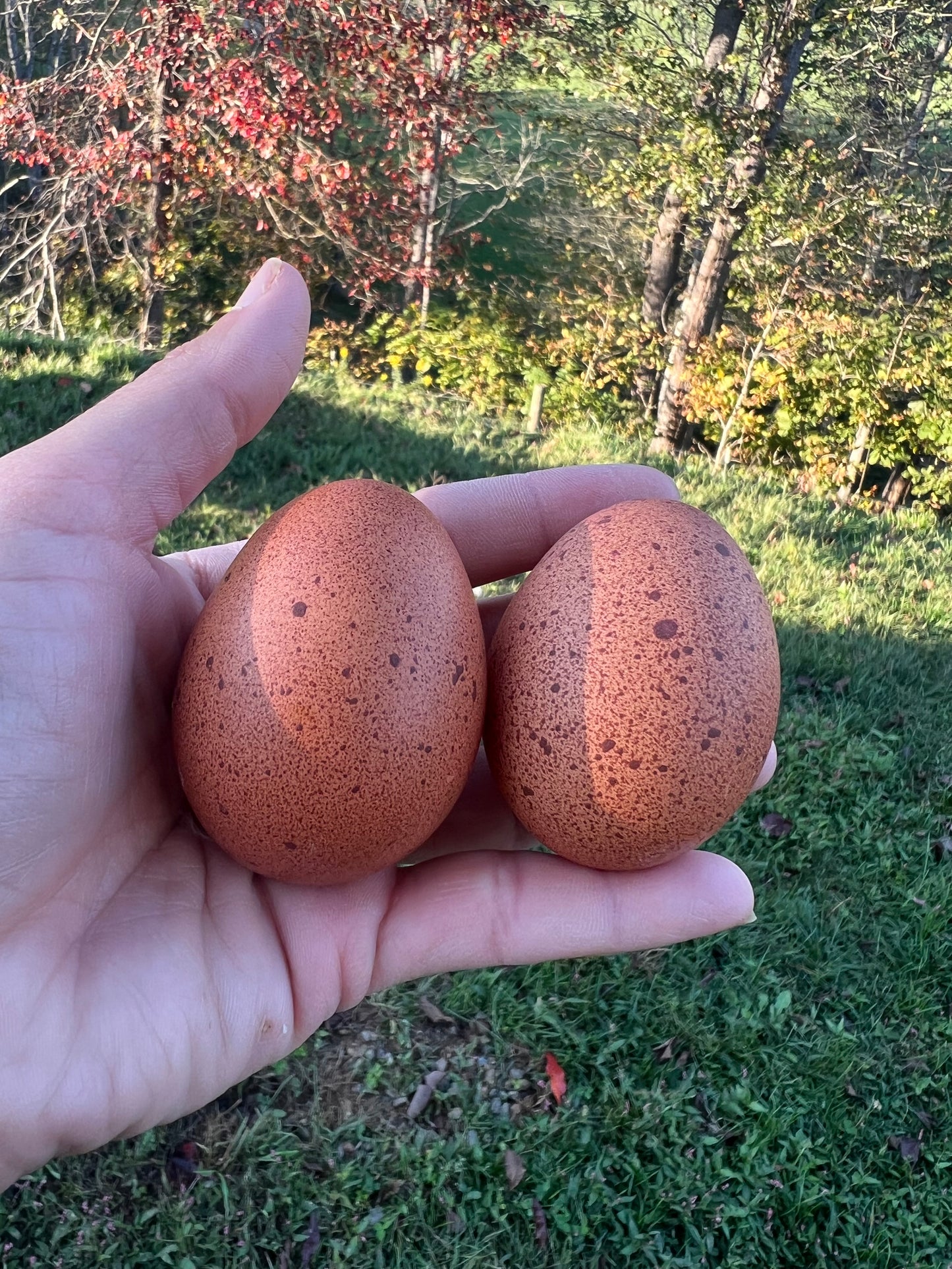 Welsummer Hatching Eggs