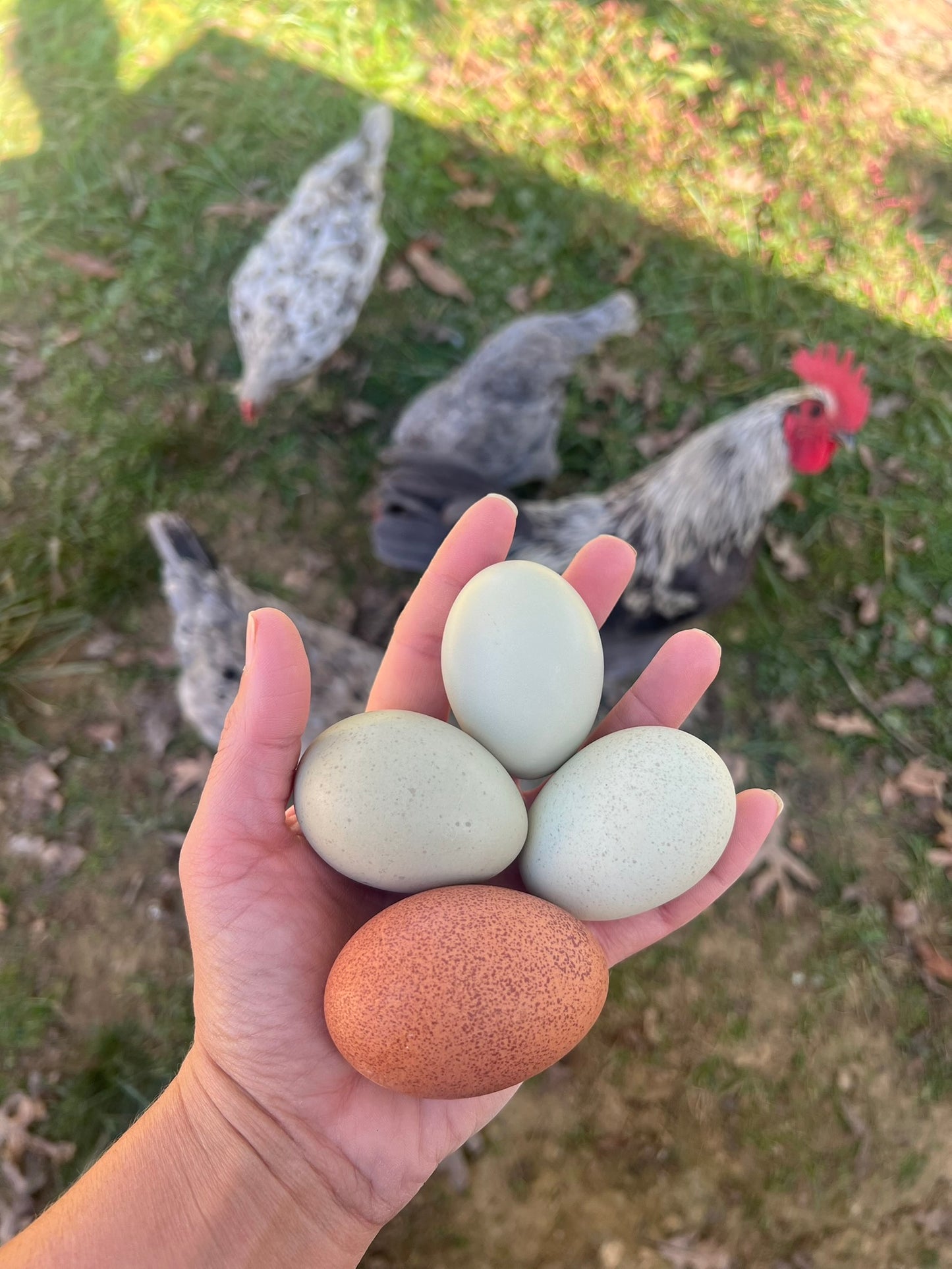 Silverudd's Blue Hatching Eggs