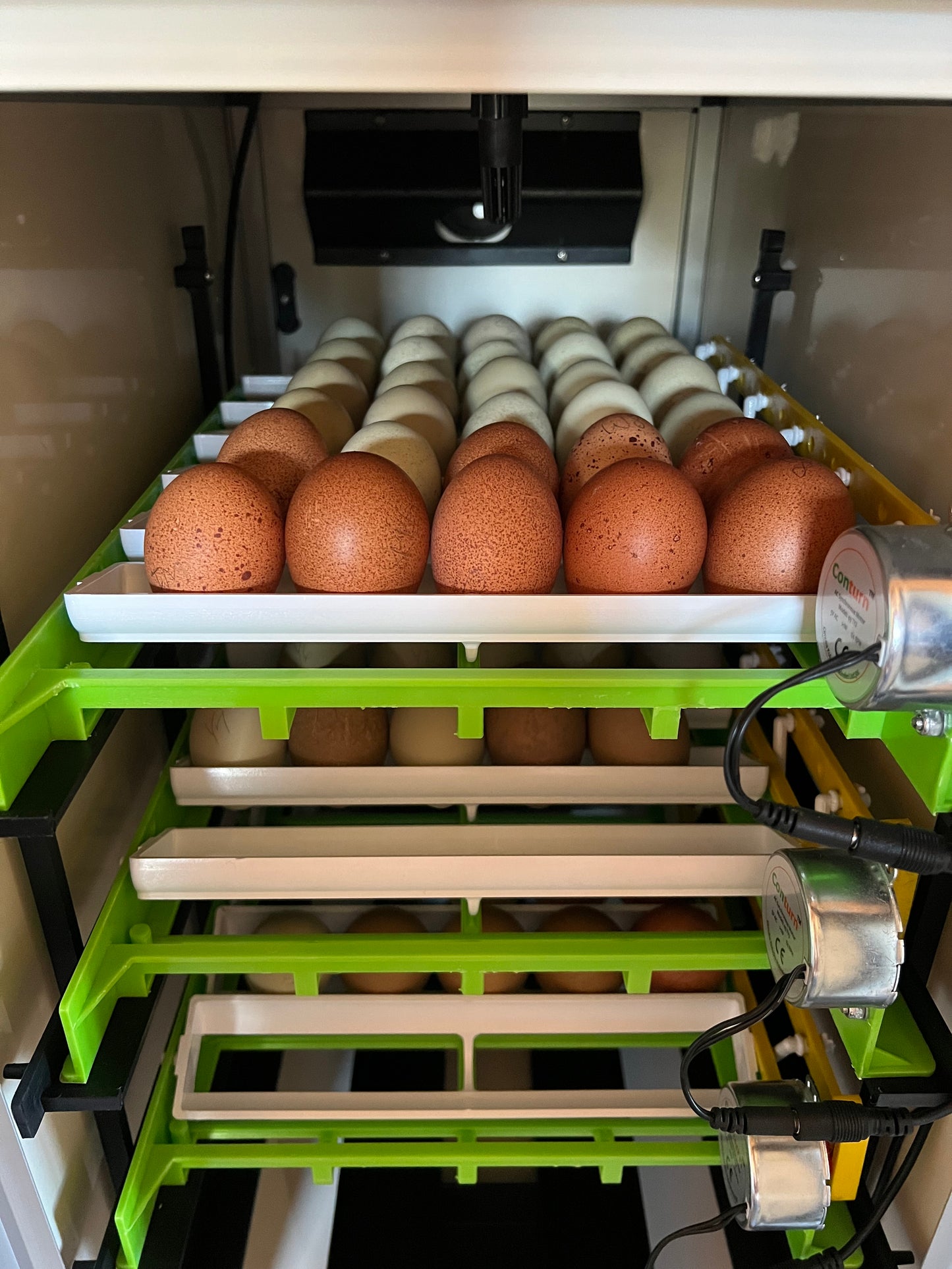 Welsummer Hatching Eggs