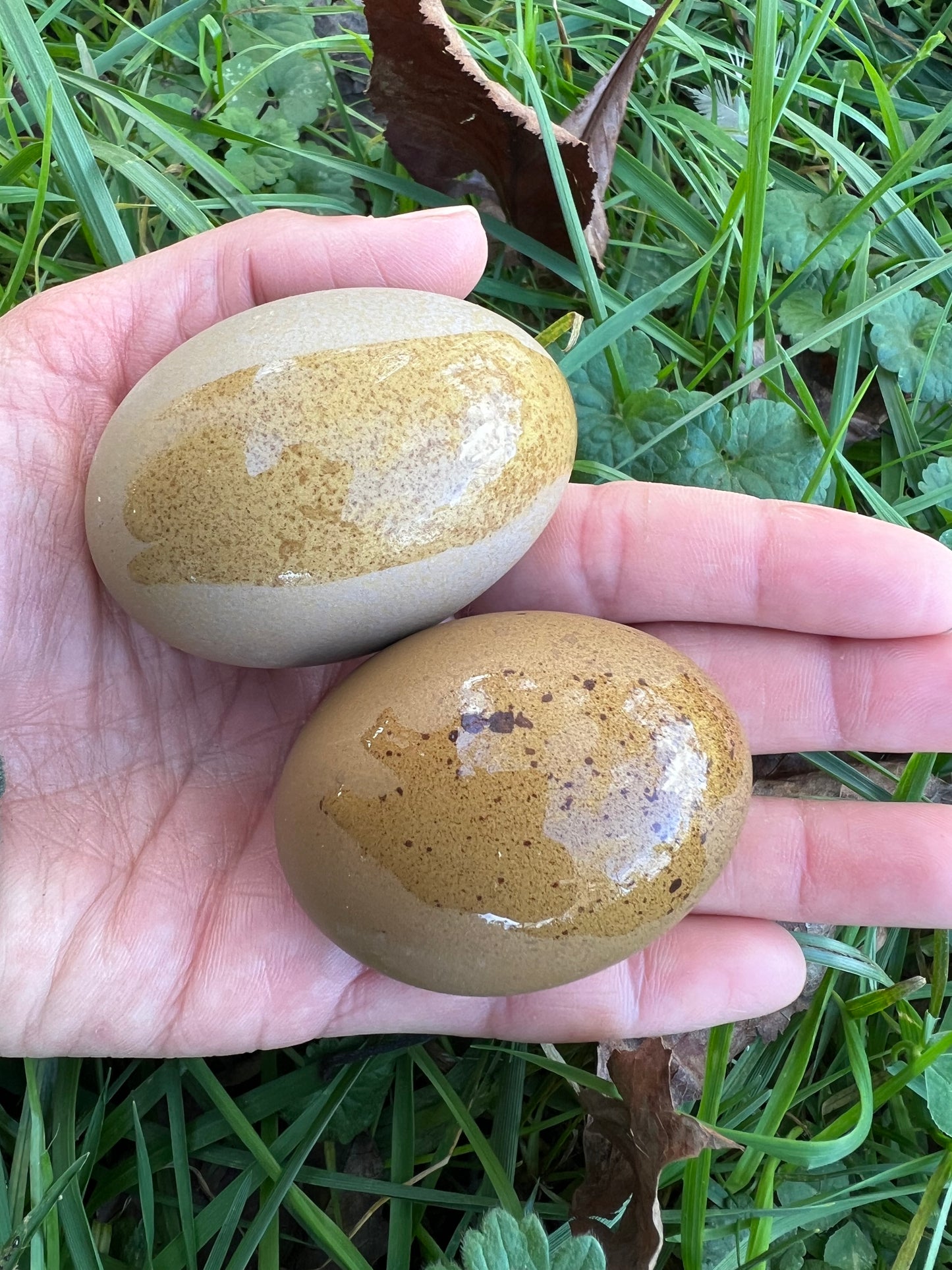 The Timber Hill Collection