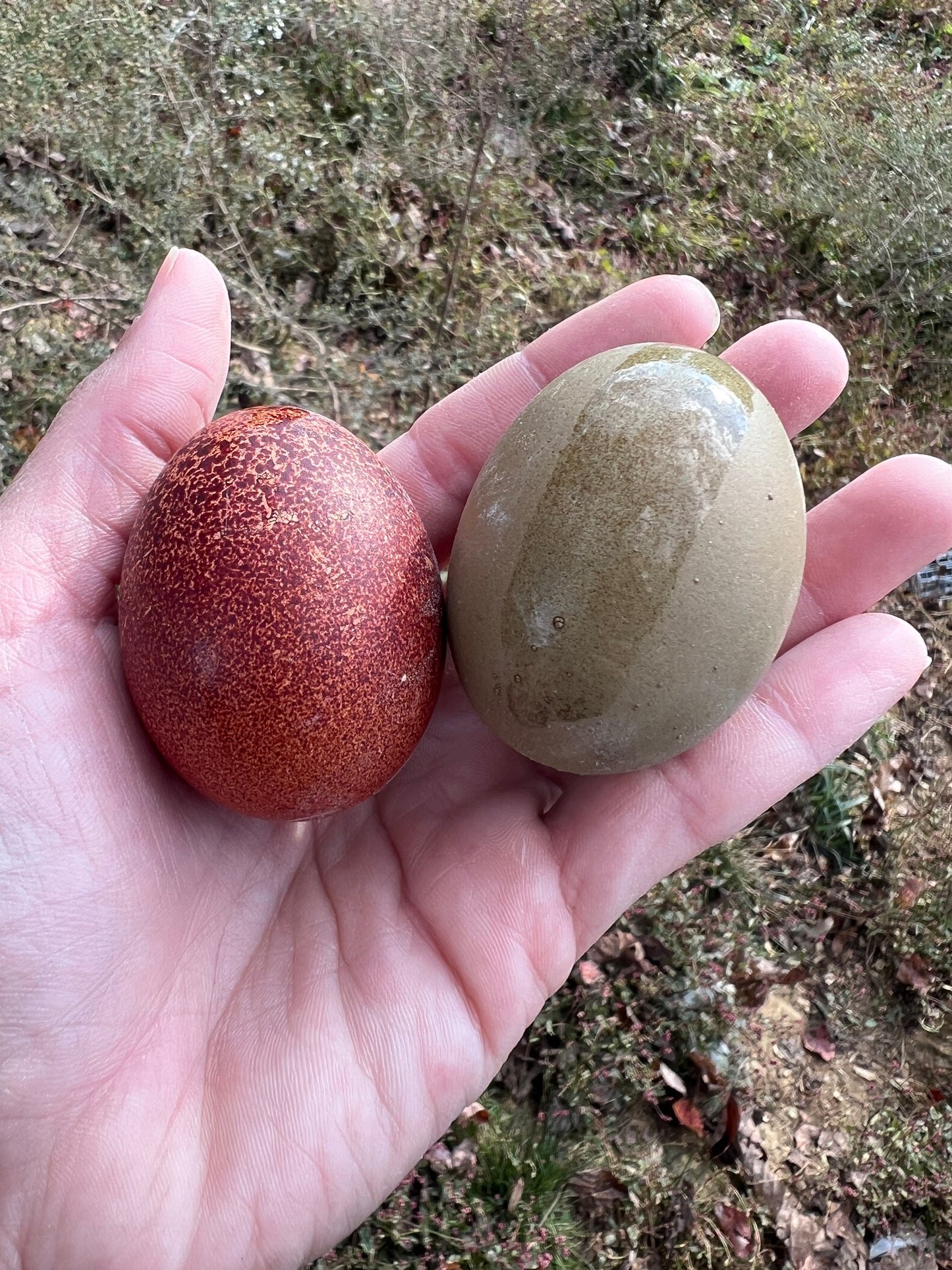 The Timber Hill Collection