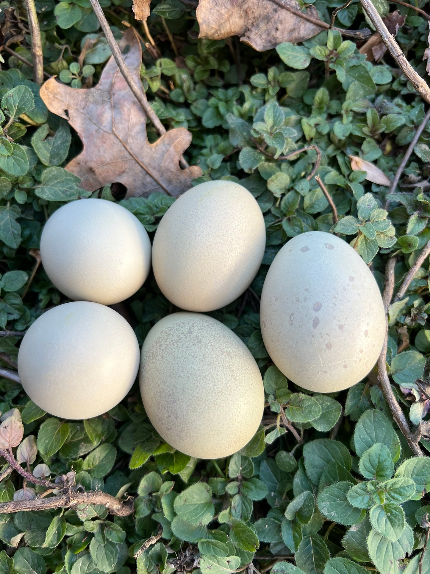 Silverudd's Blue Hatching Eggs