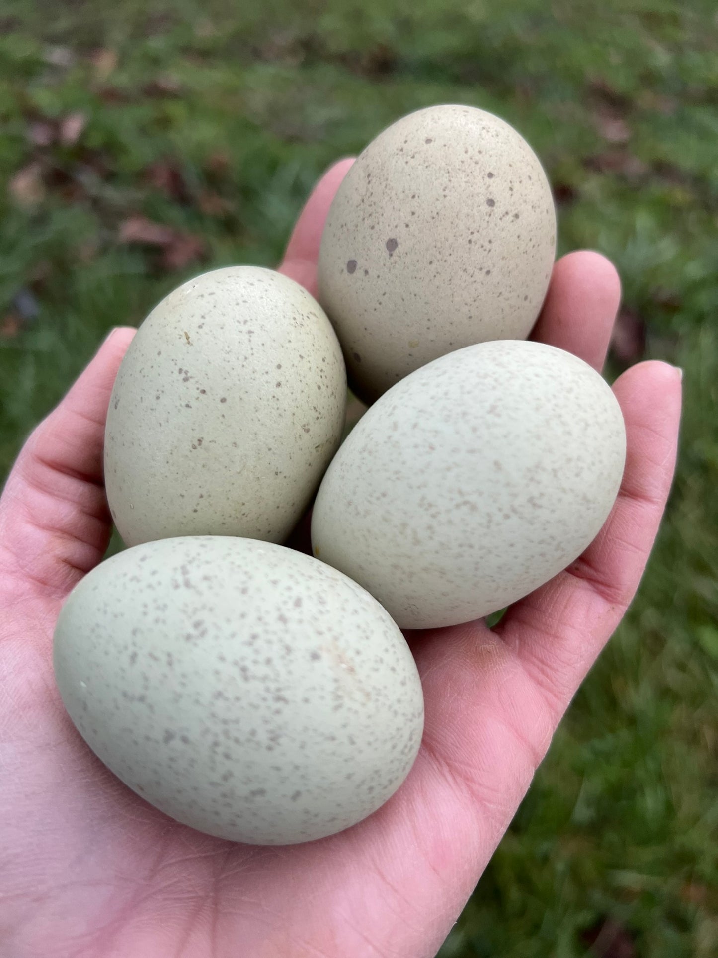 Silverudd's Blue Hatching Eggs