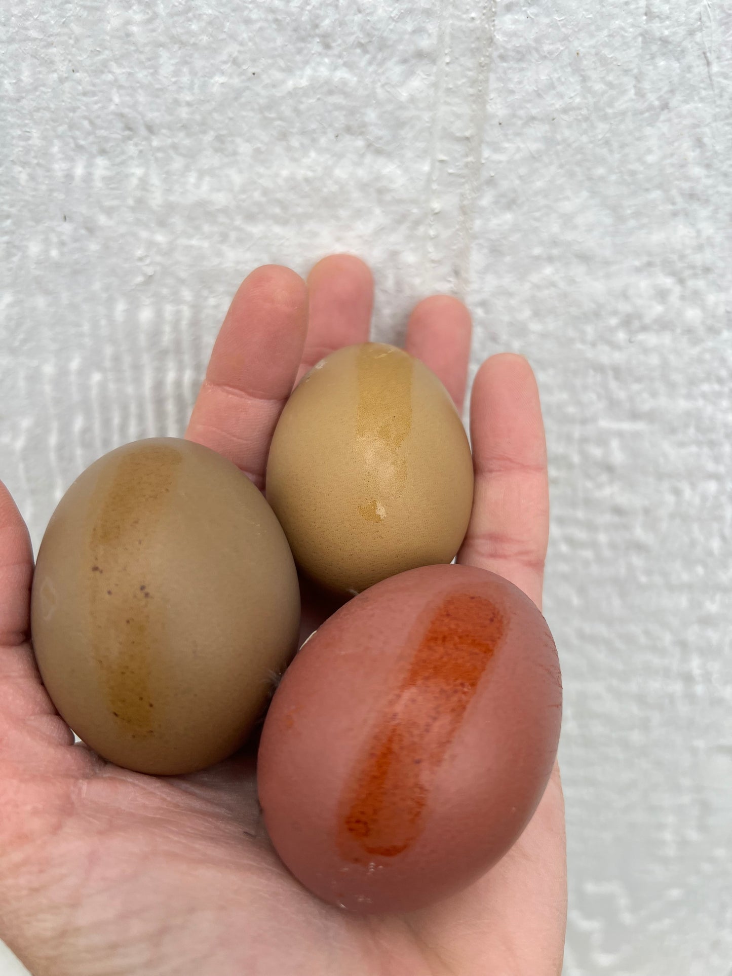 The Timber Hill Collection