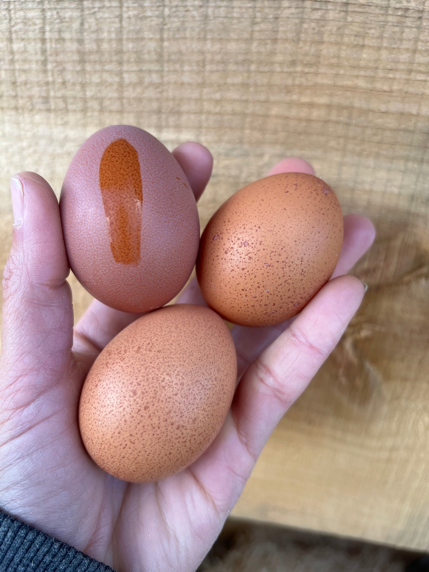 Welsummer Hatching Eggs