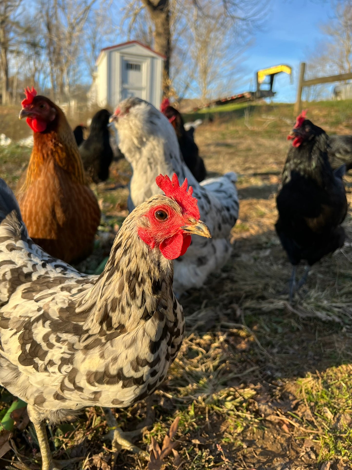 Silverudd's Blue Hatching Eggs