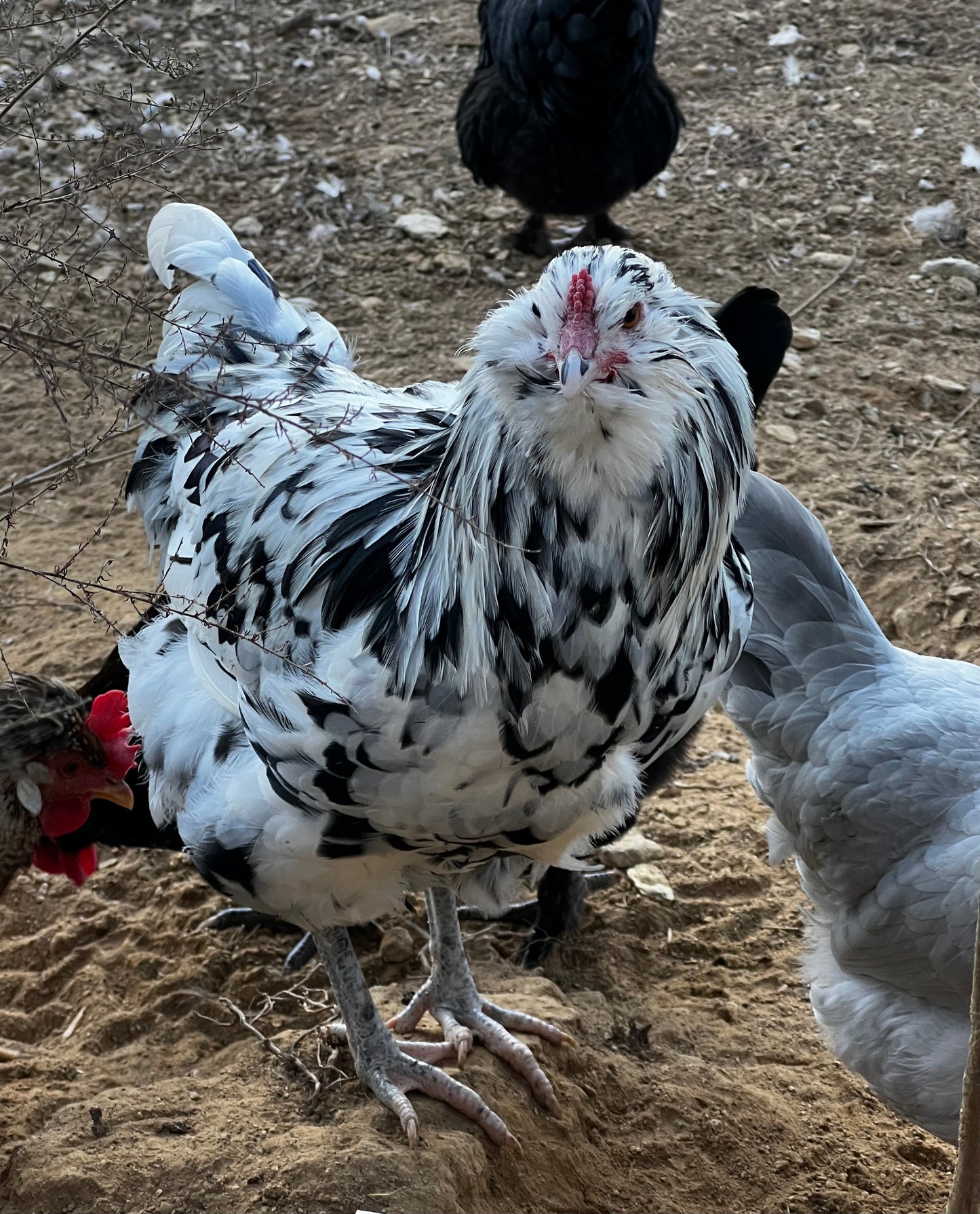 Ermine/ Black Ameraucana Hatching Eggs