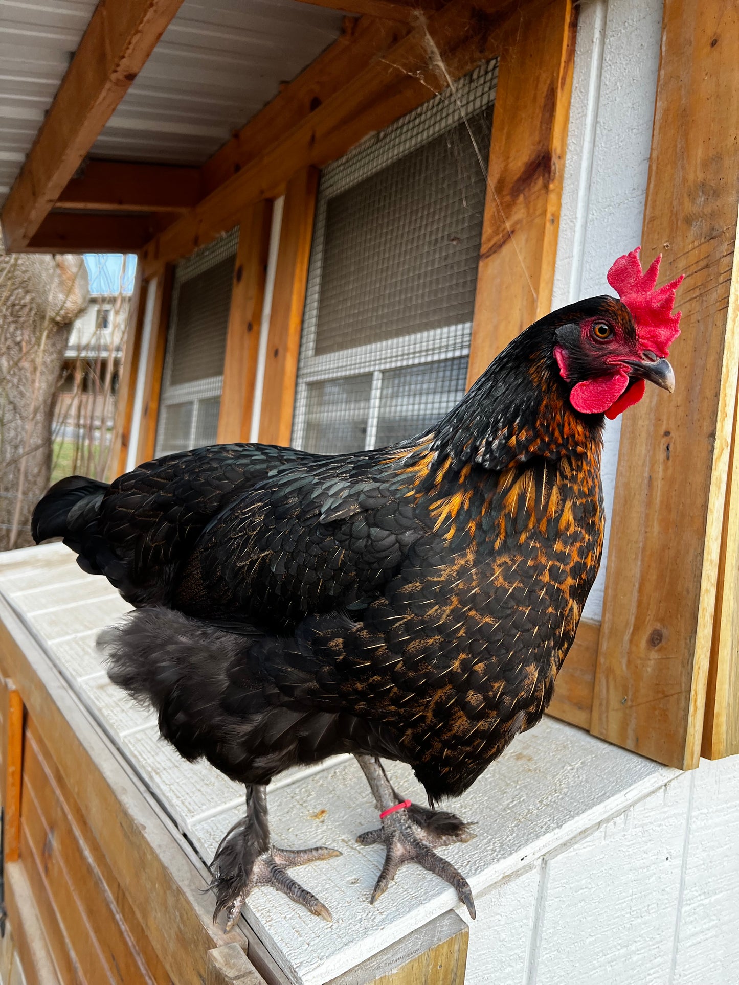 The Timber Hill Collection