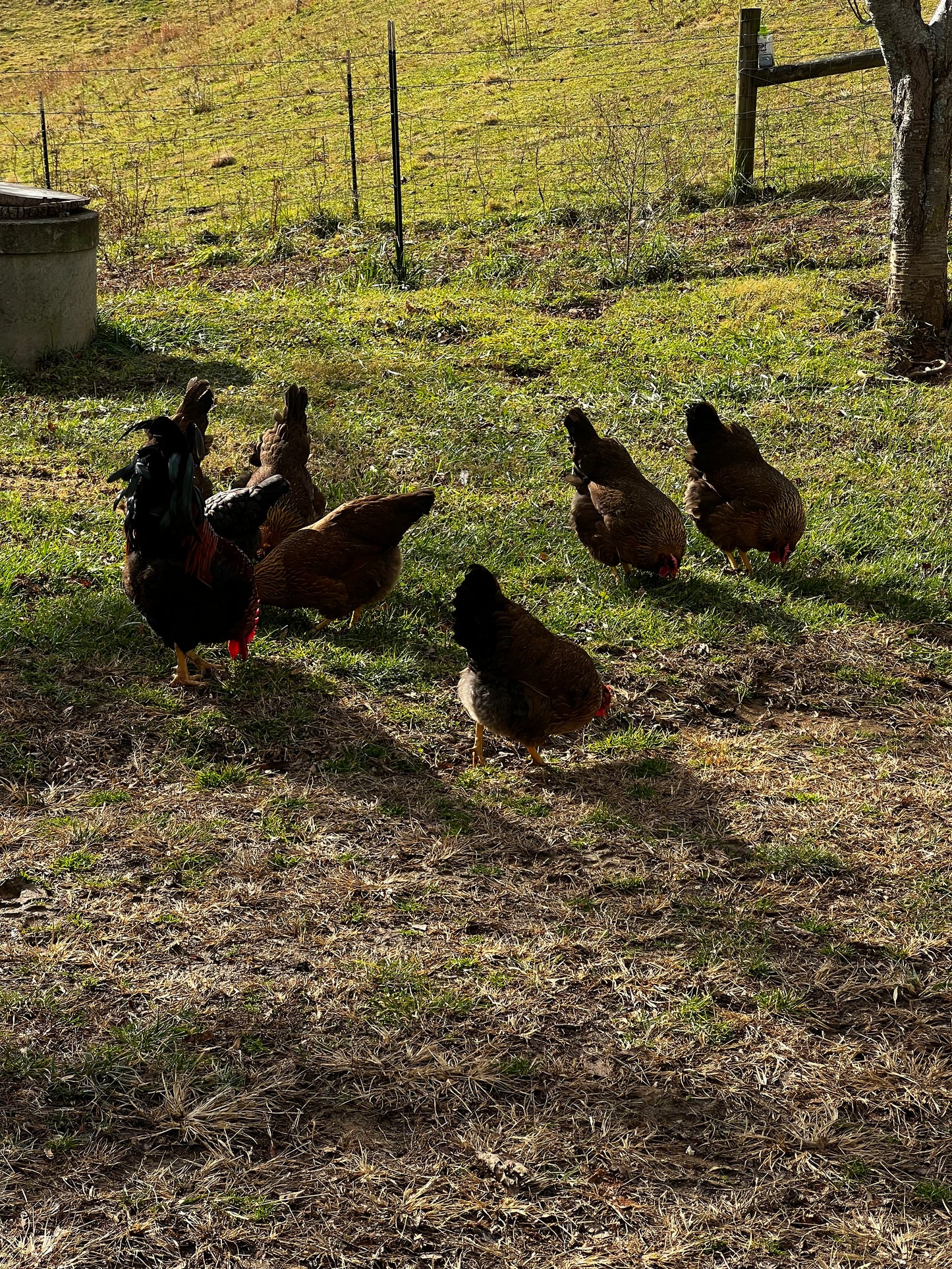 Welsummer Hatching Eggs