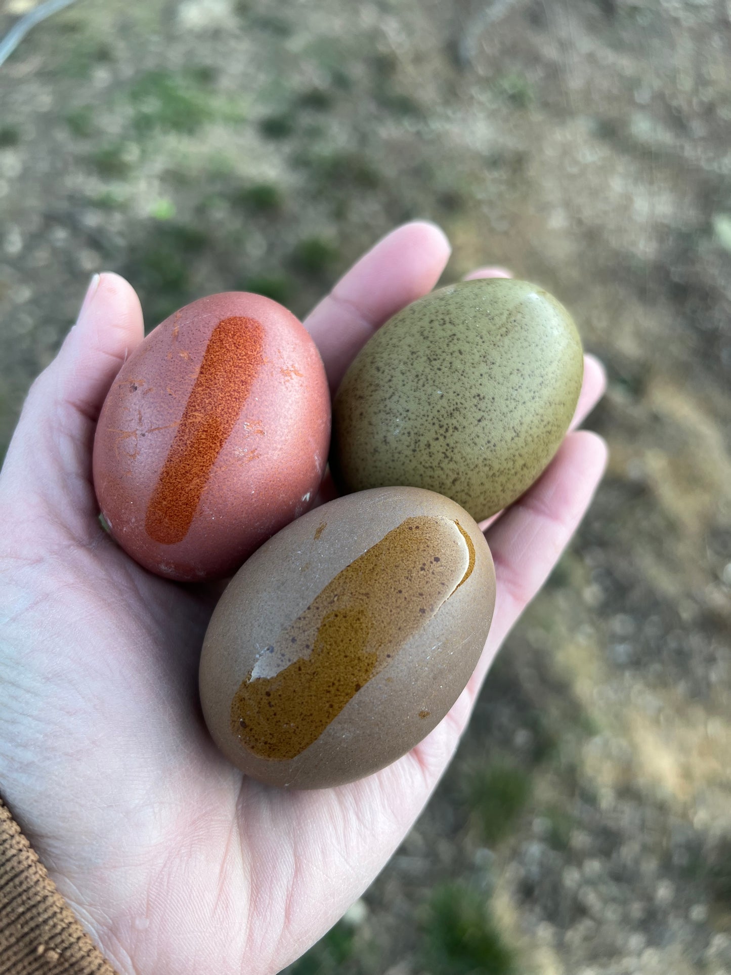 The Timber Hill Collection