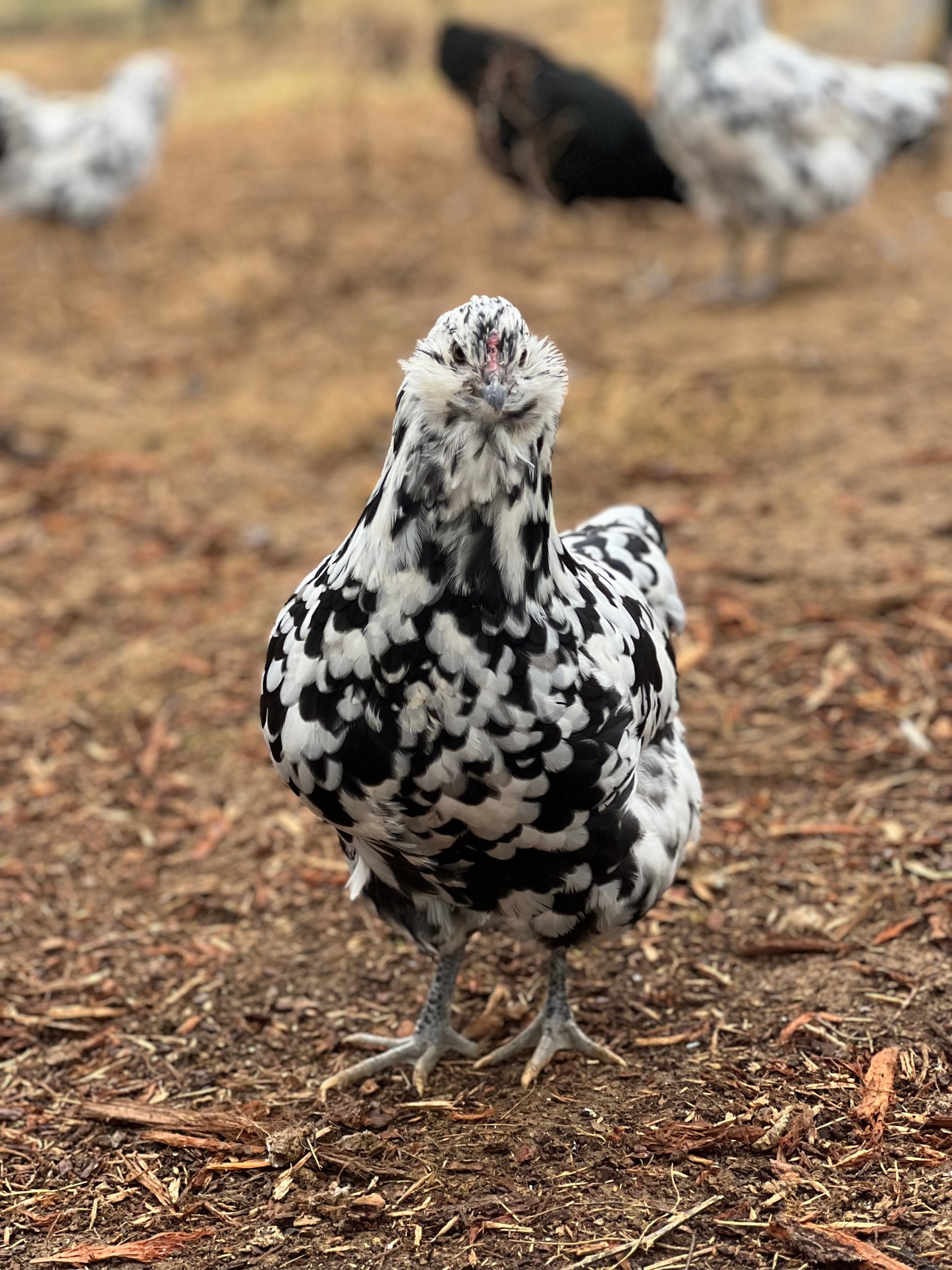 FIBRO Ermine/Black Hatching Eggs