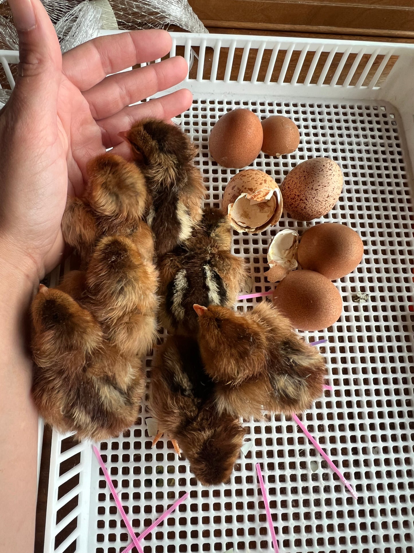 Welsummer Hatching Eggs