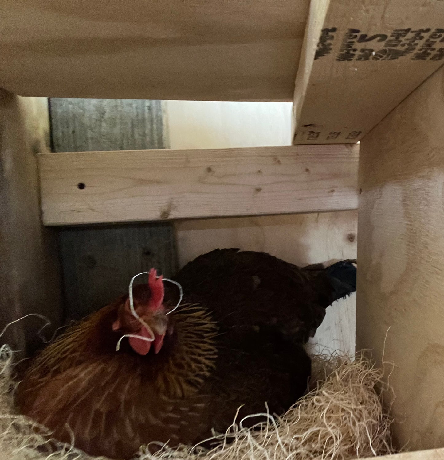 Welsummer Hatching Eggs