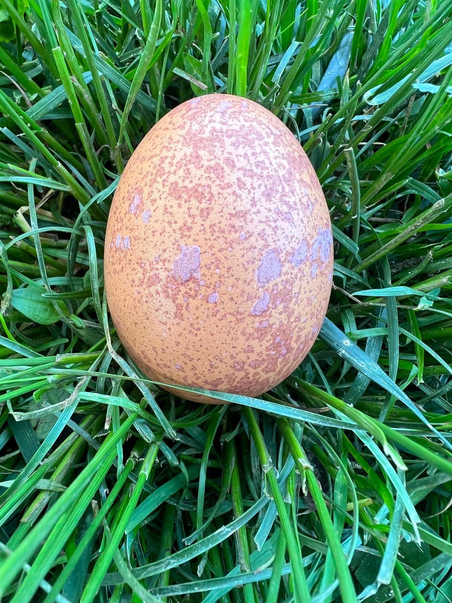 Welsummer Hatching Eggs