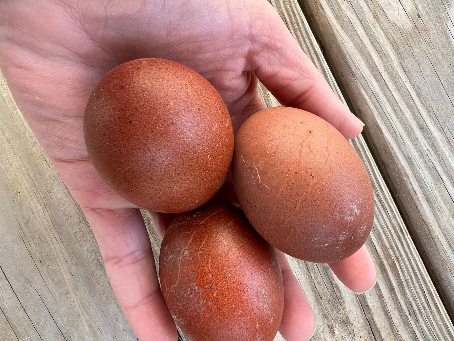 Welsummer Hatching Eggs