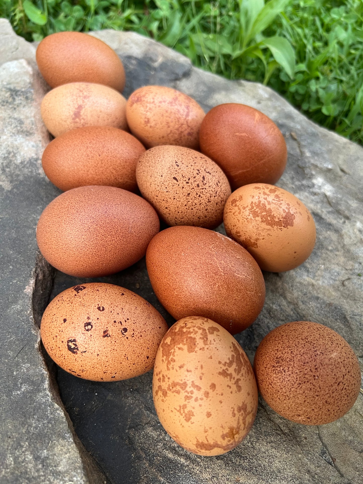 Welsummer Hatching Eggs