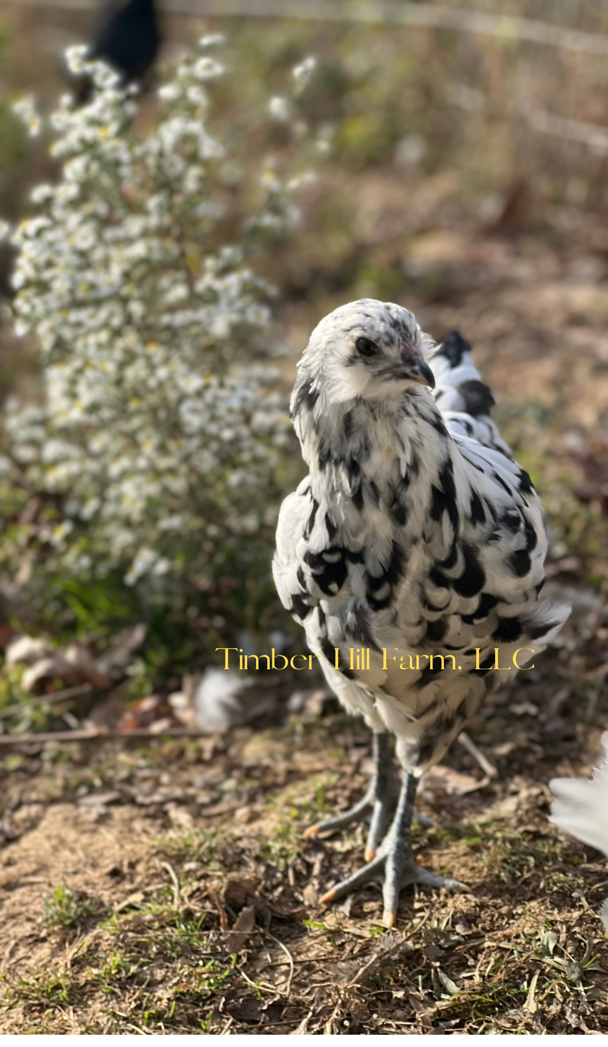 FIBRO Ermine/Black Hatching Eggs